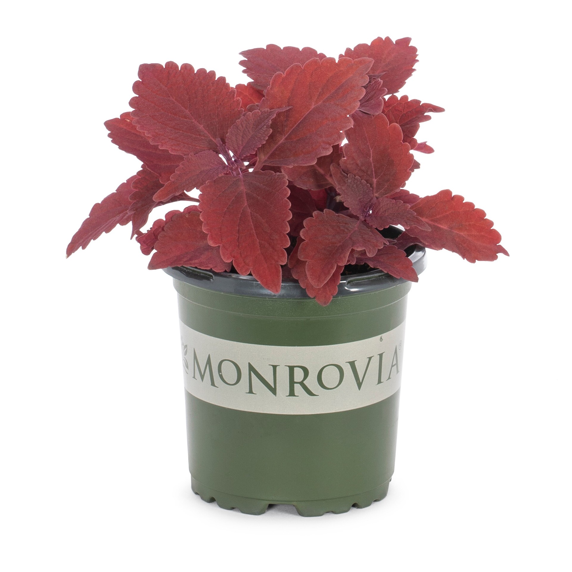 slide 4 of 6, Monrovia Multicolor Coleus in 1-Pint Pot, 1 ct