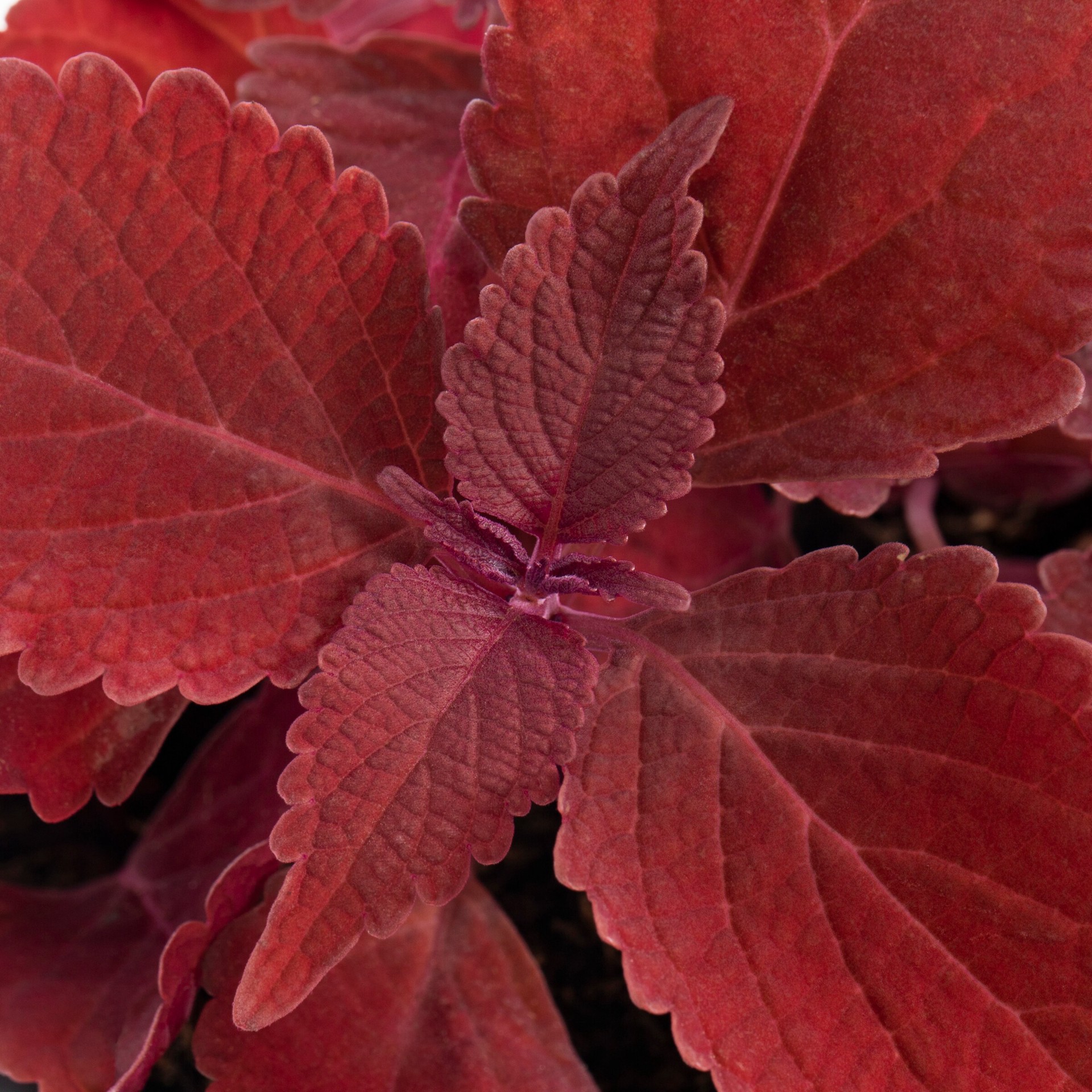 slide 2 of 6, Monrovia Multicolor Coleus in 1-Pint Pot, 1 ct