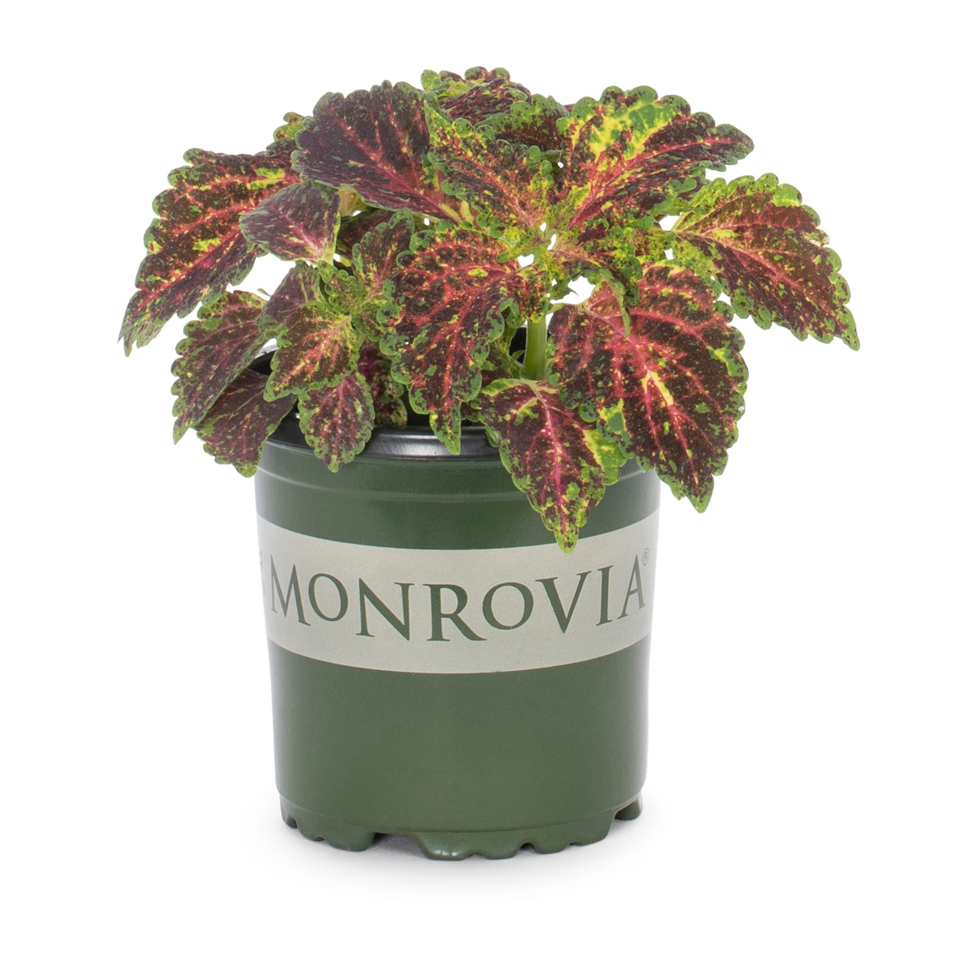 slide 1 of 6, Monrovia Multicolor Coleus in 1-Pint Pot, 1 ct