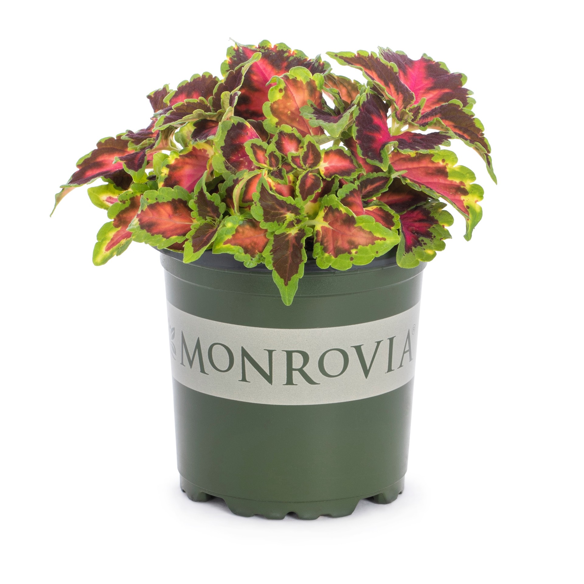 slide 5 of 6, Monrovia Multicolor Coleus in 1-Pint Pot, 1 ct