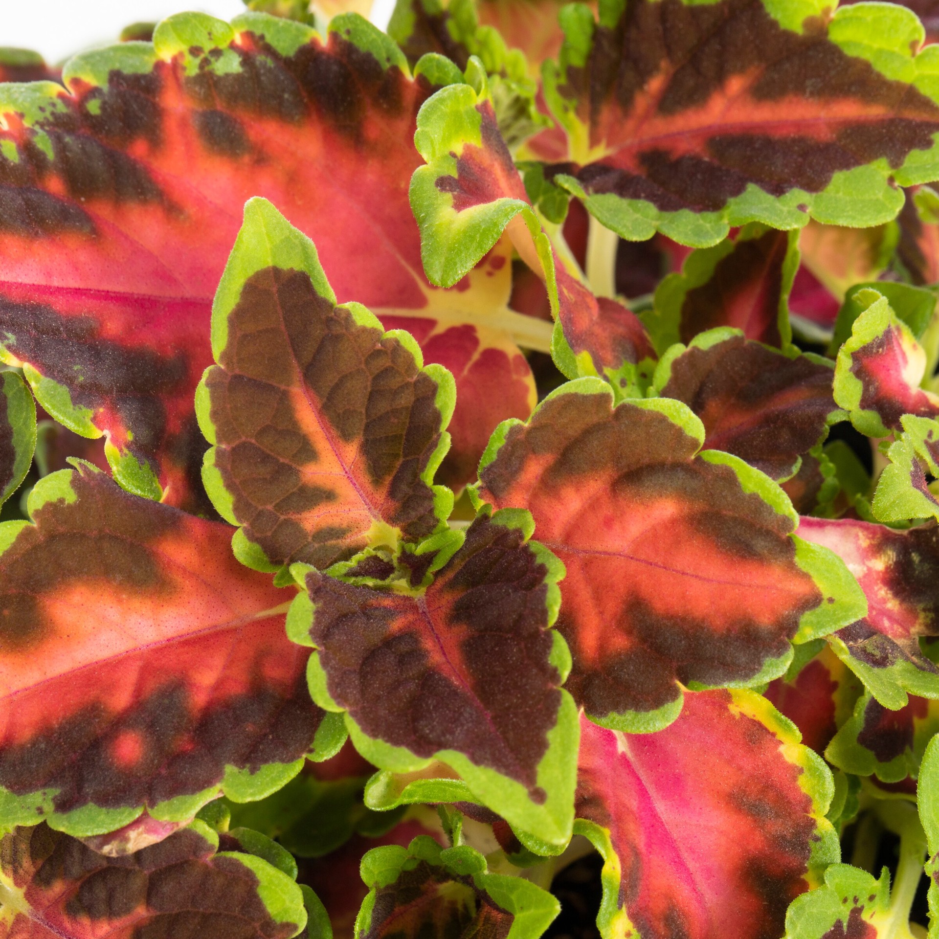 slide 3 of 6, Monrovia Multicolor Coleus in 1-Pint Pot, 1 ct