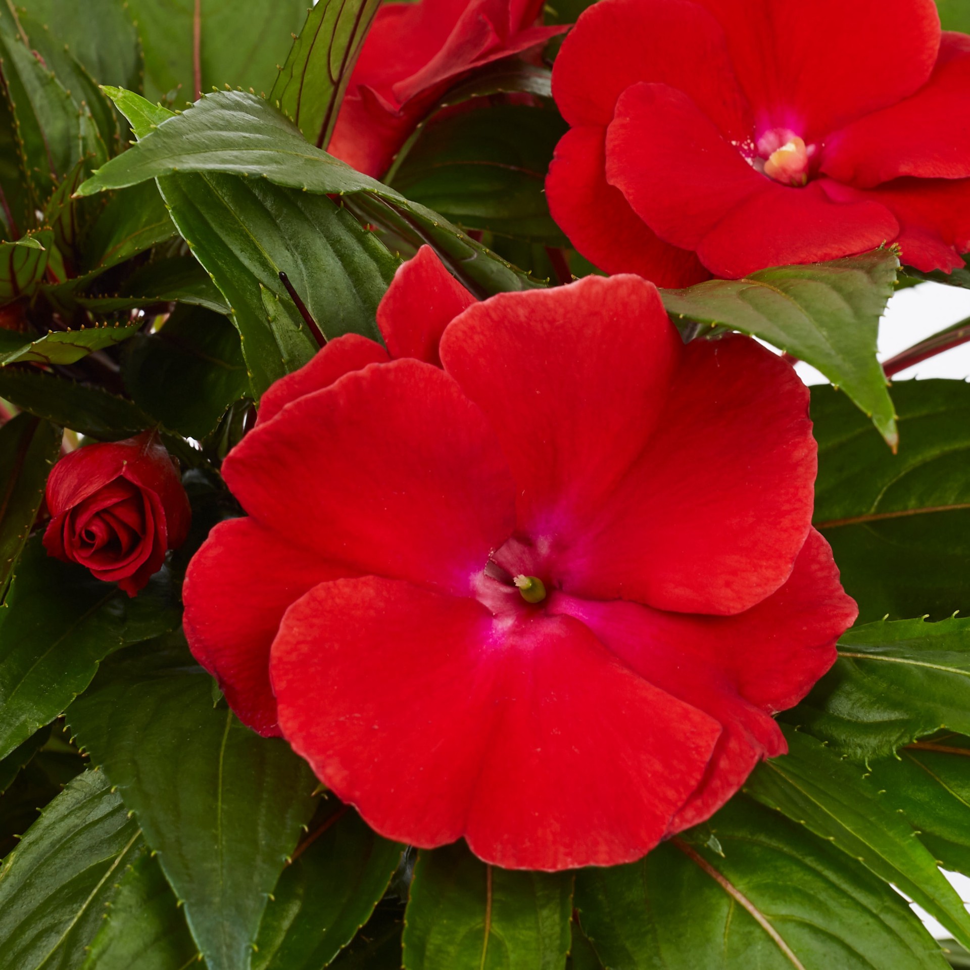 slide 2 of 6, Monrovia Multicolor New Guinea Impatiens in 2.5-Quart Pot, 1 ct