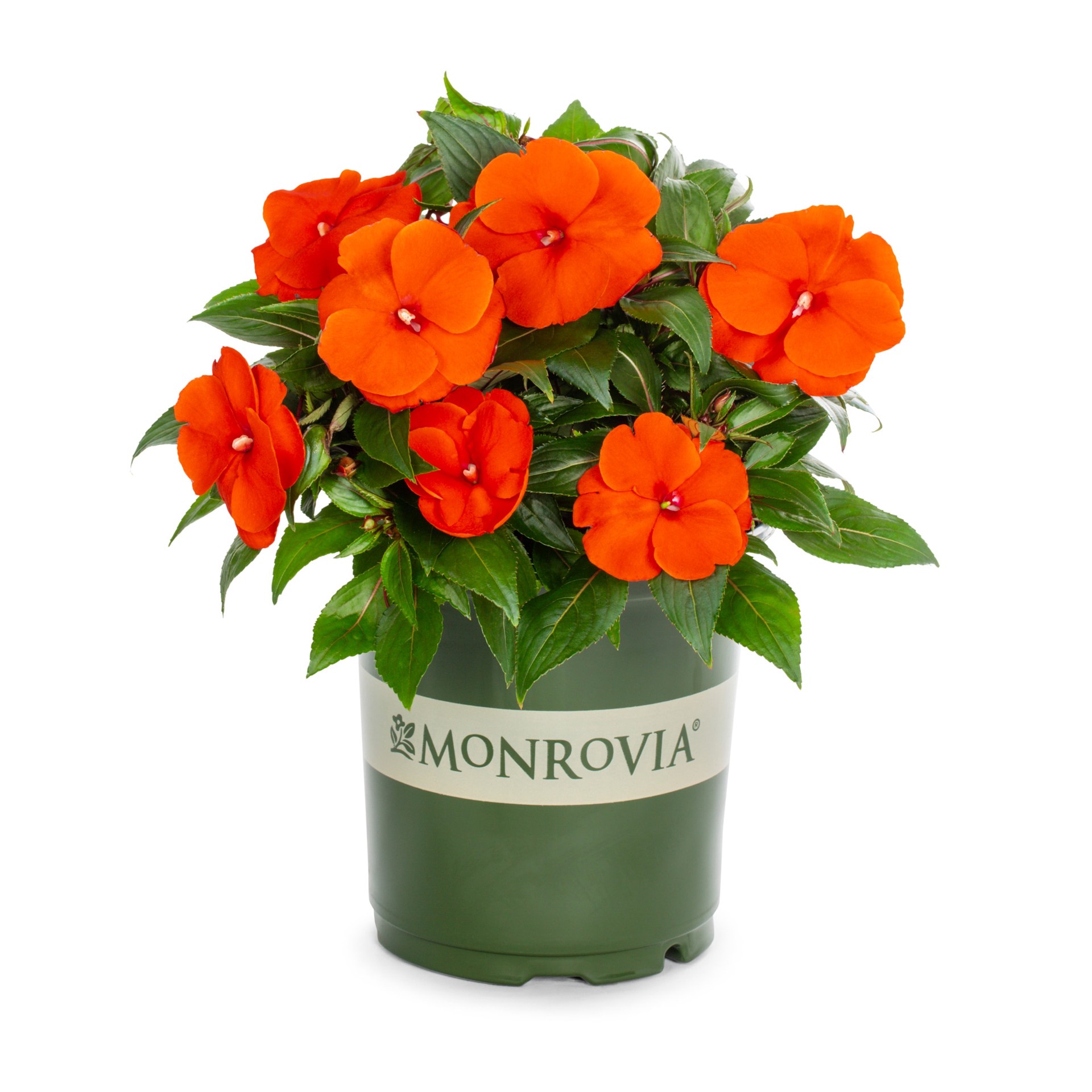 slide 3 of 6, Monrovia Multicolor New Guinea Impatiens in 2.5-Quart Pot, 1 ct