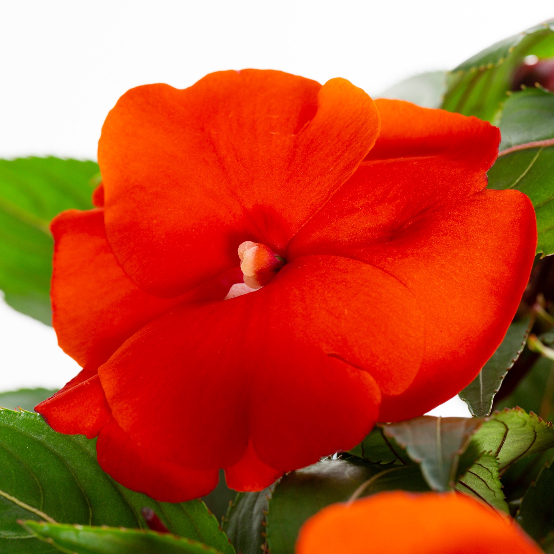 slide 4 of 6, Monrovia Multicolor New Guinea Impatiens in 2.5-Quart Pot, 1 ct