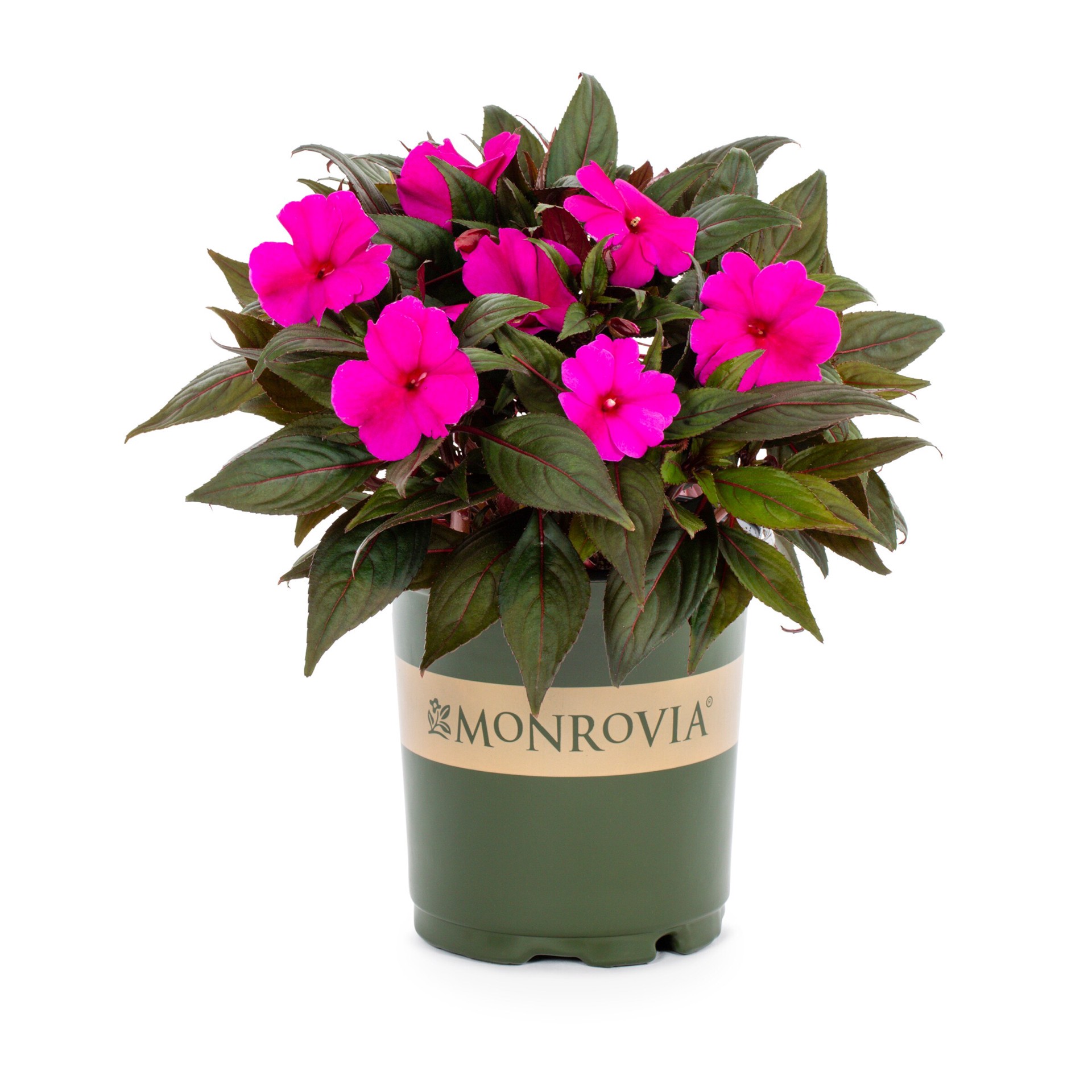 slide 5 of 6, Monrovia Multicolor New Guinea Impatiens in 2.5-Quart Pot, 1 ct