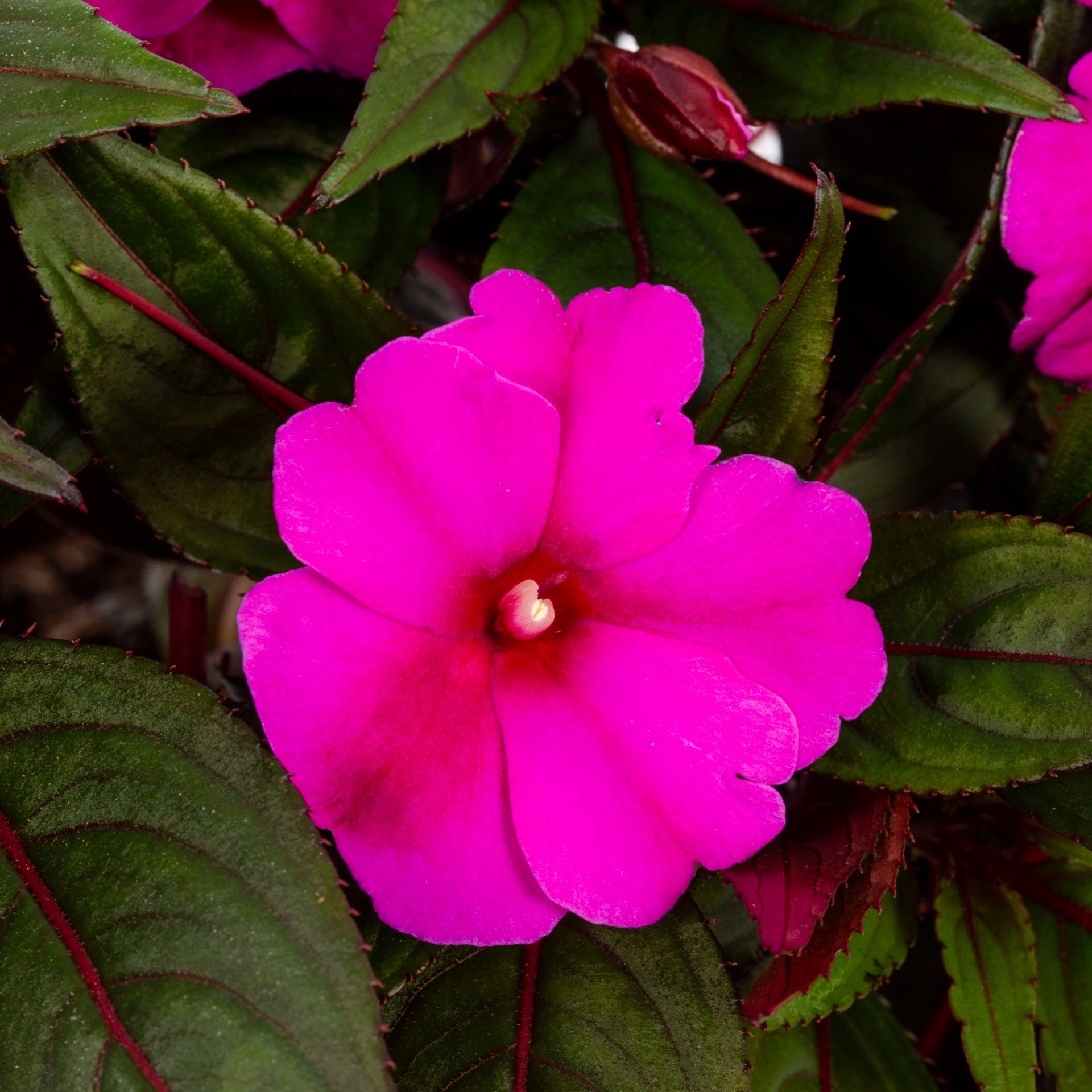 slide 6 of 6, Monrovia Multicolor New Guinea Impatiens in 2.5-Quart Pot, 1 ct