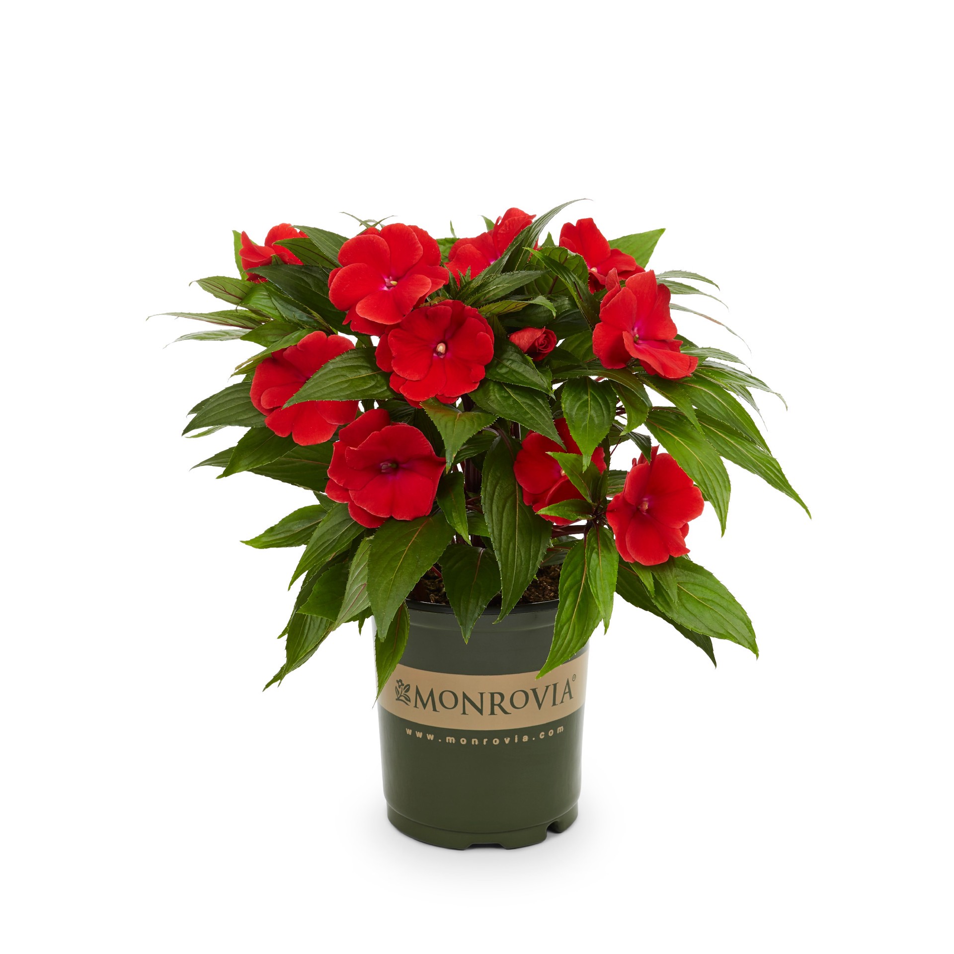 slide 1 of 6, Monrovia Multicolor New Guinea Impatiens in 2.5-Quart Pot, 1 ct