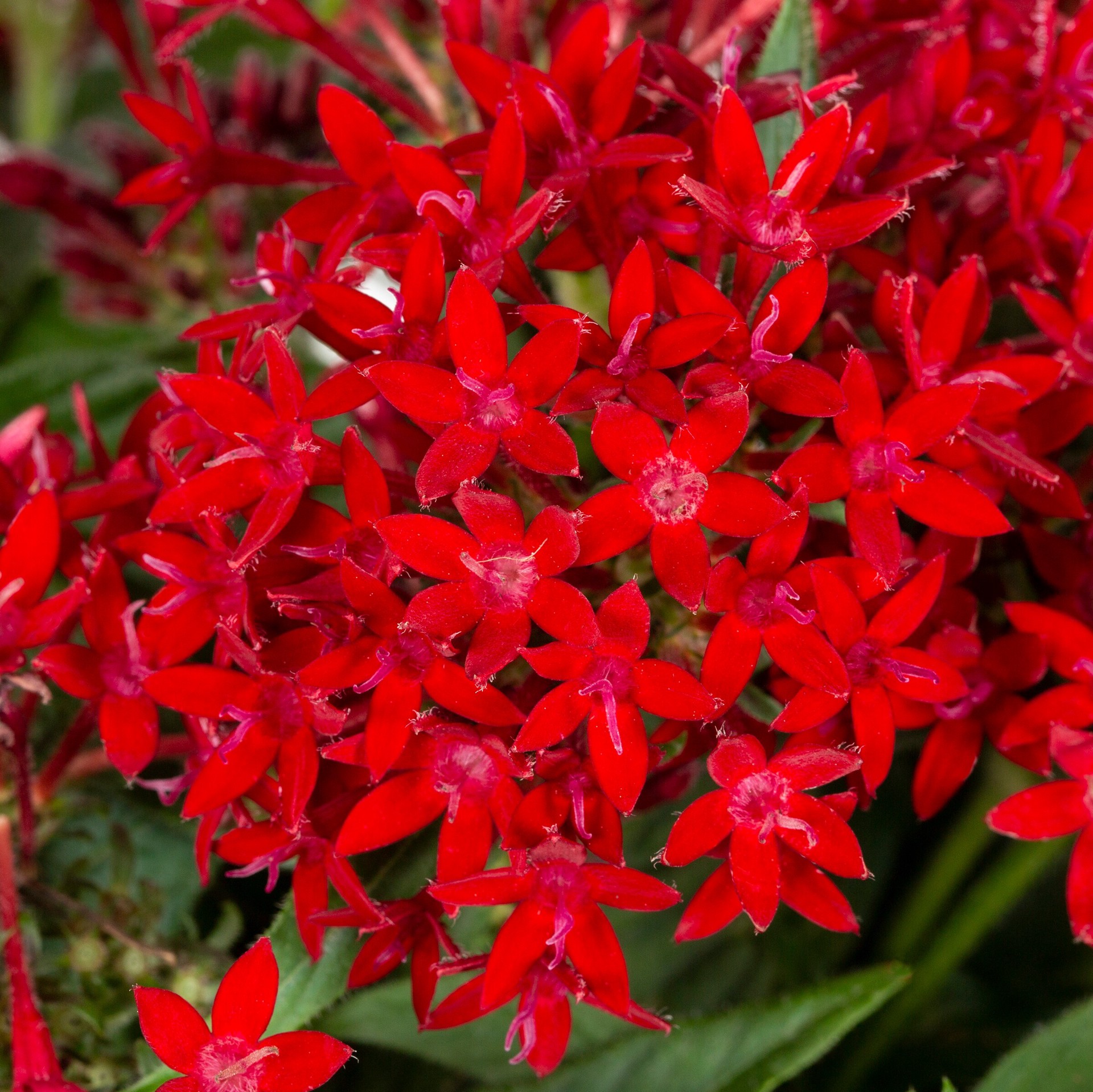 slide 2 of 2, Lowe's Multicolor Pentas in 1.75 Gallon(s) Planter 1 -Pack, 1 ct