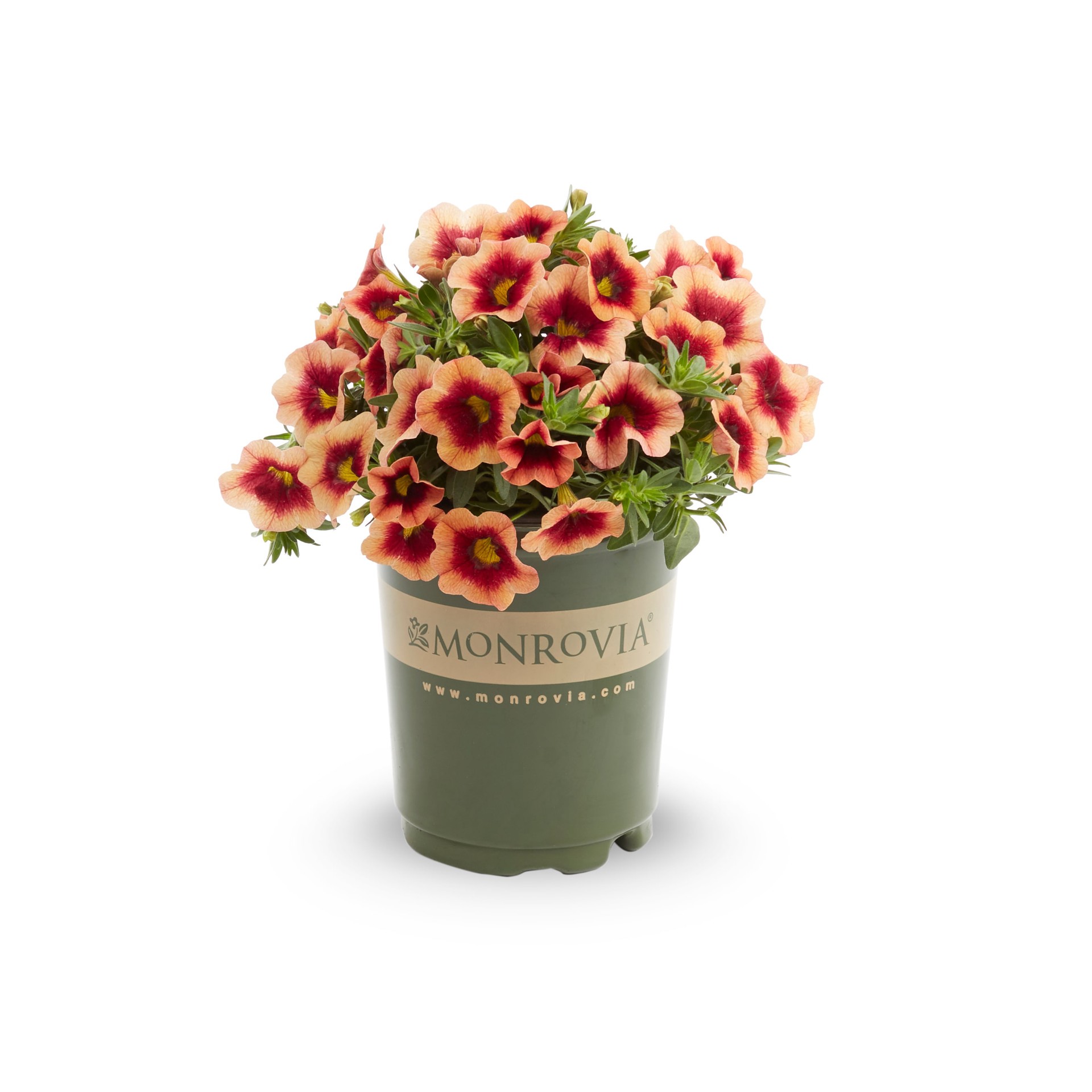 slide 3 of 6, Monrovia Multicolor Calibrachoa in 1-Quart Pot, 1 ct