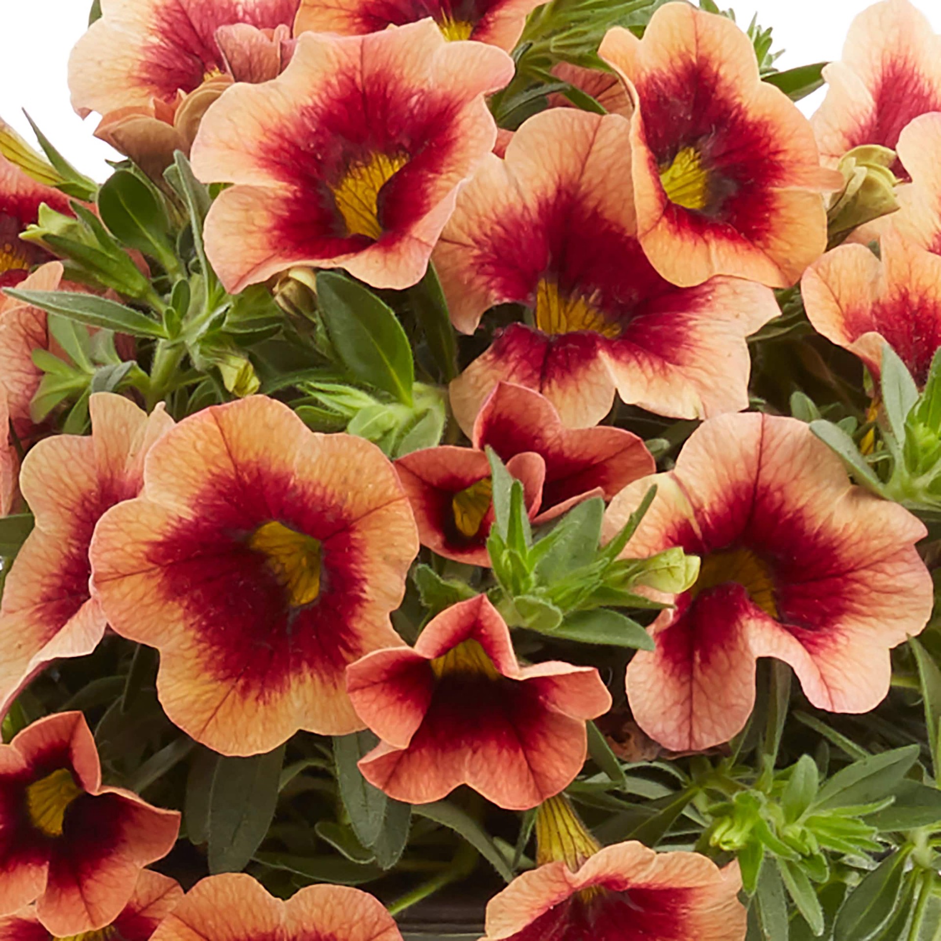 slide 4 of 6, Monrovia Multicolor Calibrachoa in 1-Quart Pot, 1 ct