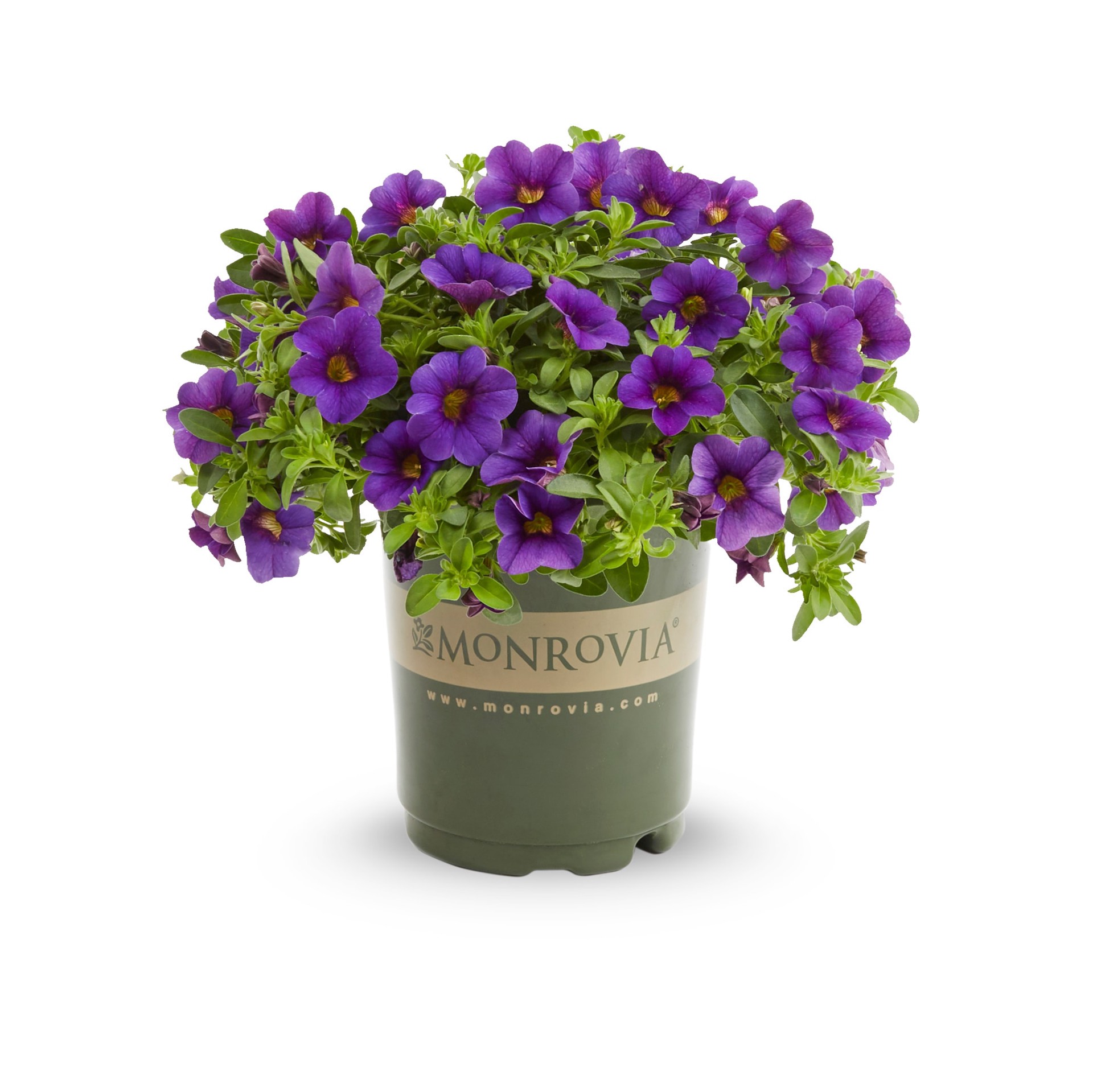 slide 5 of 6, Monrovia Multicolor Calibrachoa in 1-Quart Pot, 1 ct