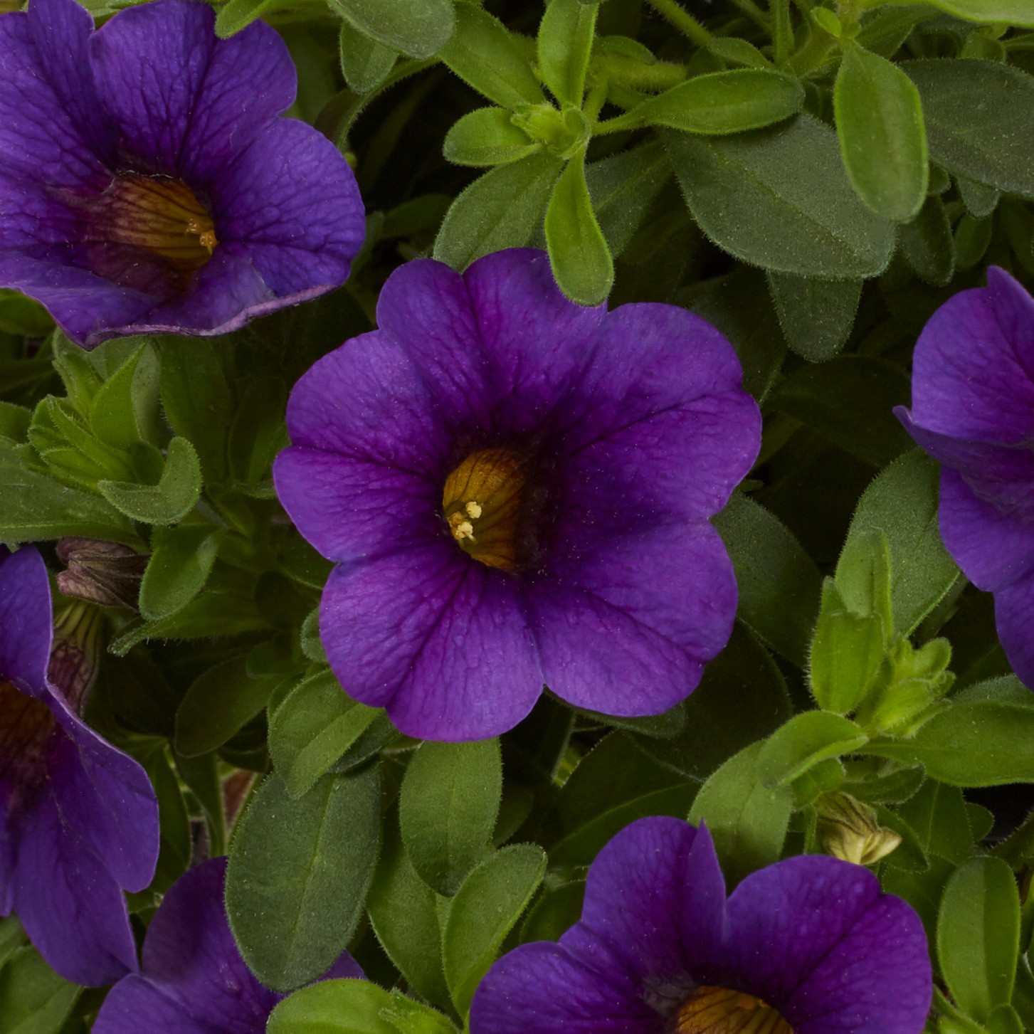 slide 6 of 6, Monrovia Multicolor Calibrachoa in 1-Quart Pot, 1 ct