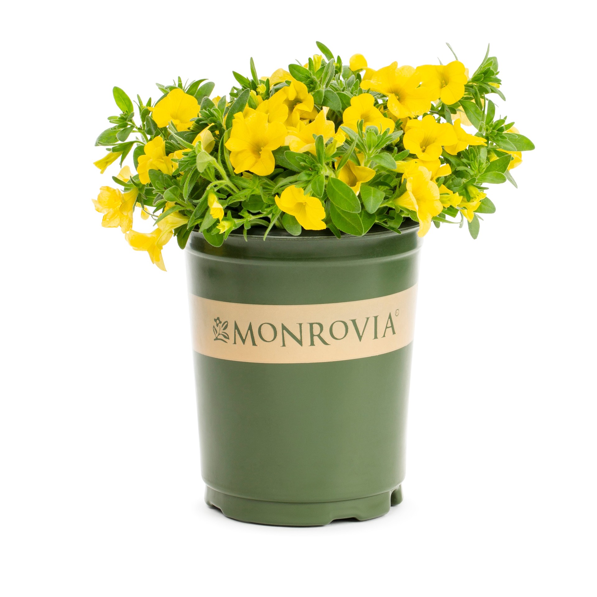 slide 1 of 6, Monrovia Multicolor Calibrachoa in 1-Quart Pot, 1 ct