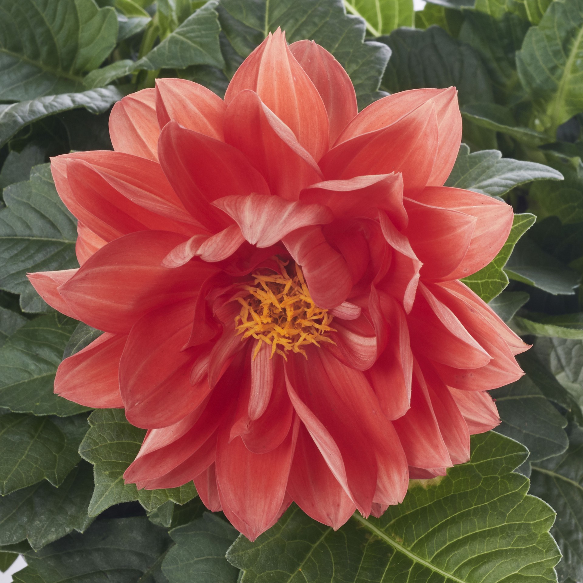 slide 2 of 2, Monrovia Multicolor Dahlia in 1-Quart Pot, 1 ct