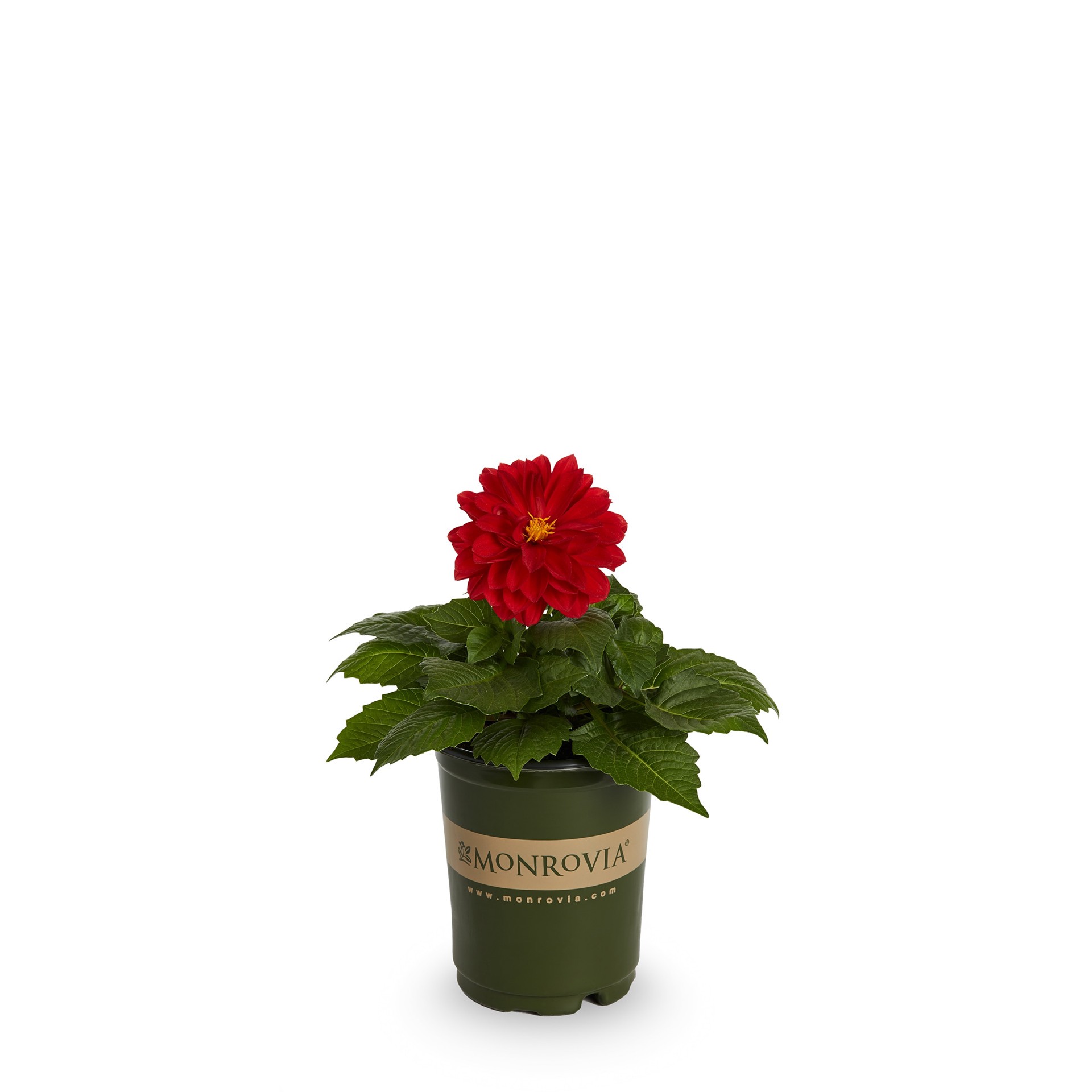 slide 1 of 2, Monrovia Multicolor Dahlia in 1-Quart Pot, 1 ct