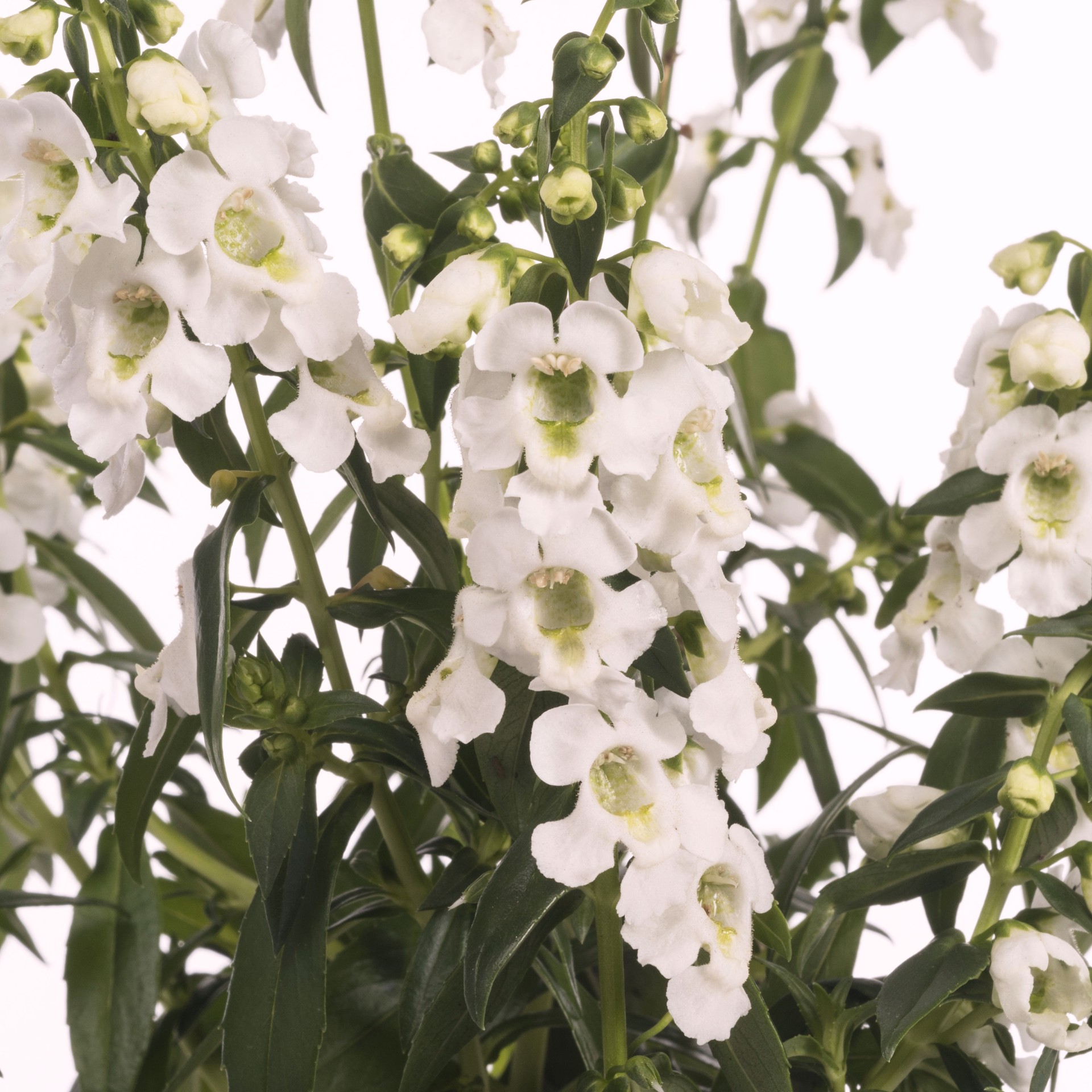 slide 2 of 4, Monrovia Multicolor Angelonia in 1-Quart Pot, 1 ct