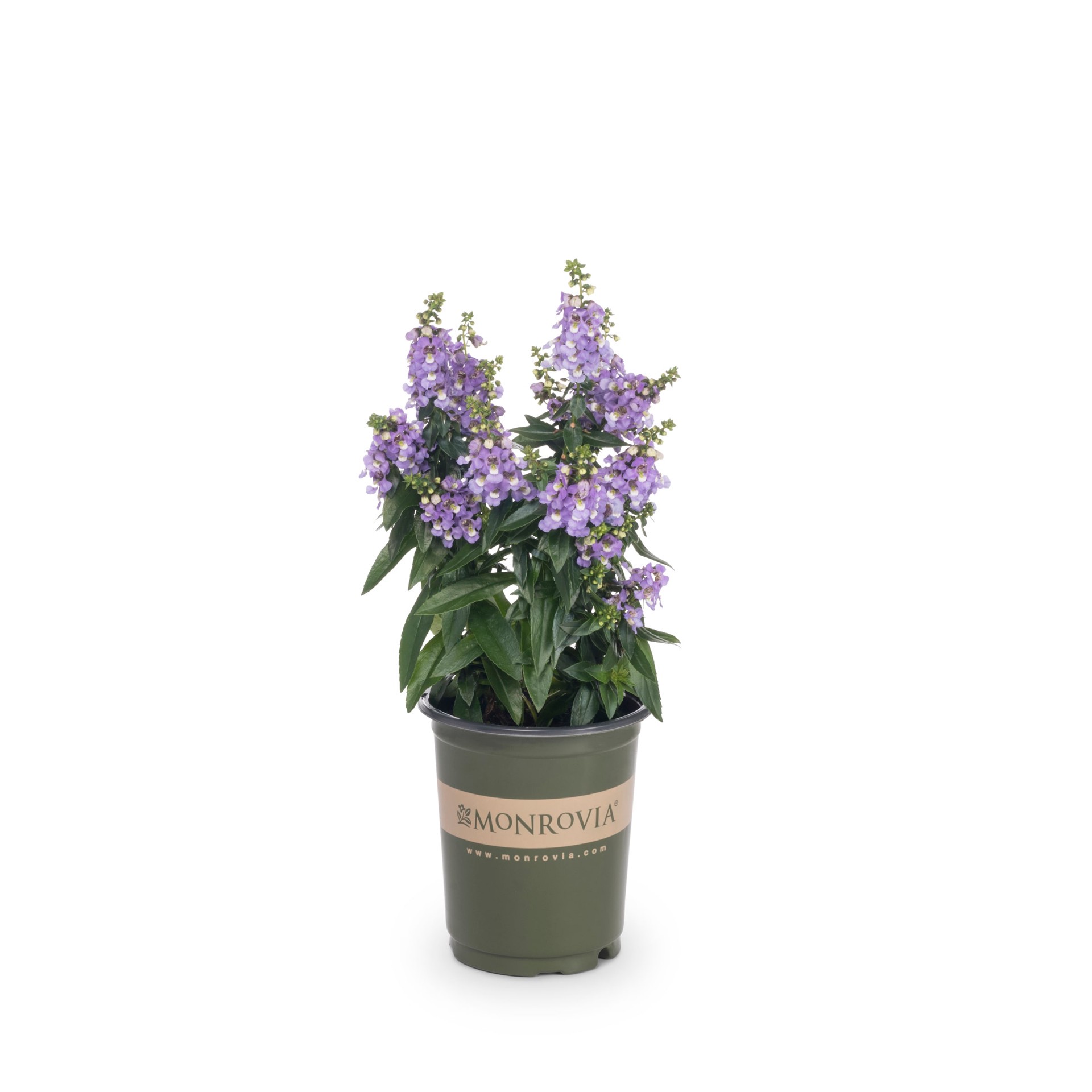 slide 3 of 4, Monrovia Multicolor Angelonia in 1-Quart Pot, 1 ct