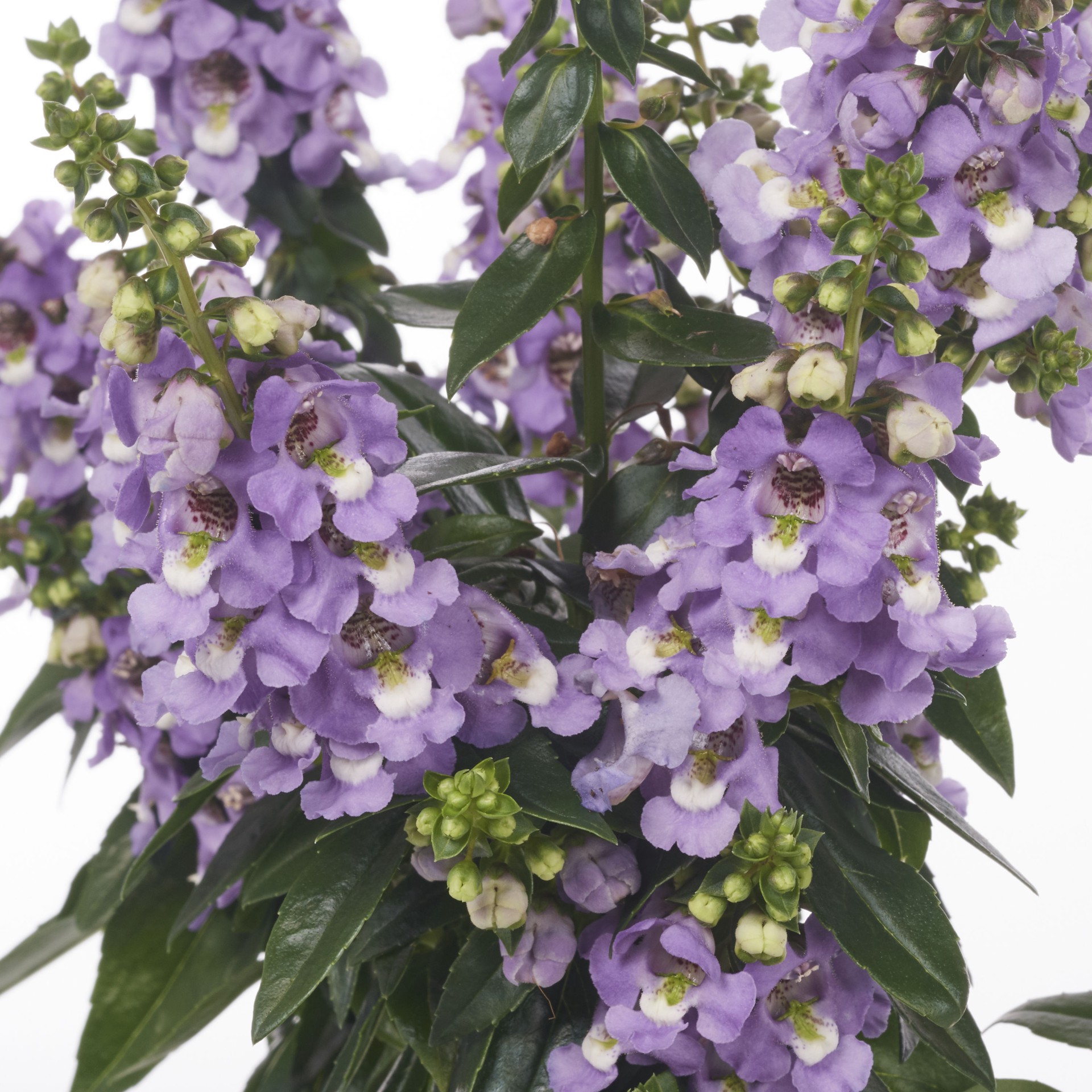 slide 4 of 4, Monrovia Multicolor Angelonia in 1-Quart Pot, 1 ct