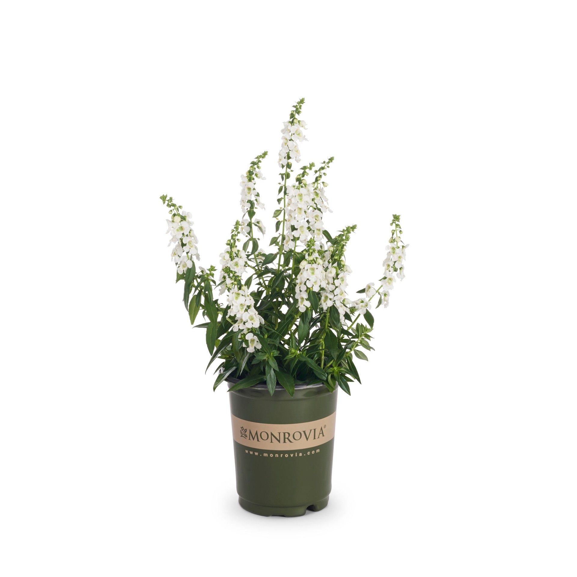 slide 1 of 4, Monrovia Multicolor Angelonia in 1-Quart Pot, 1 ct
