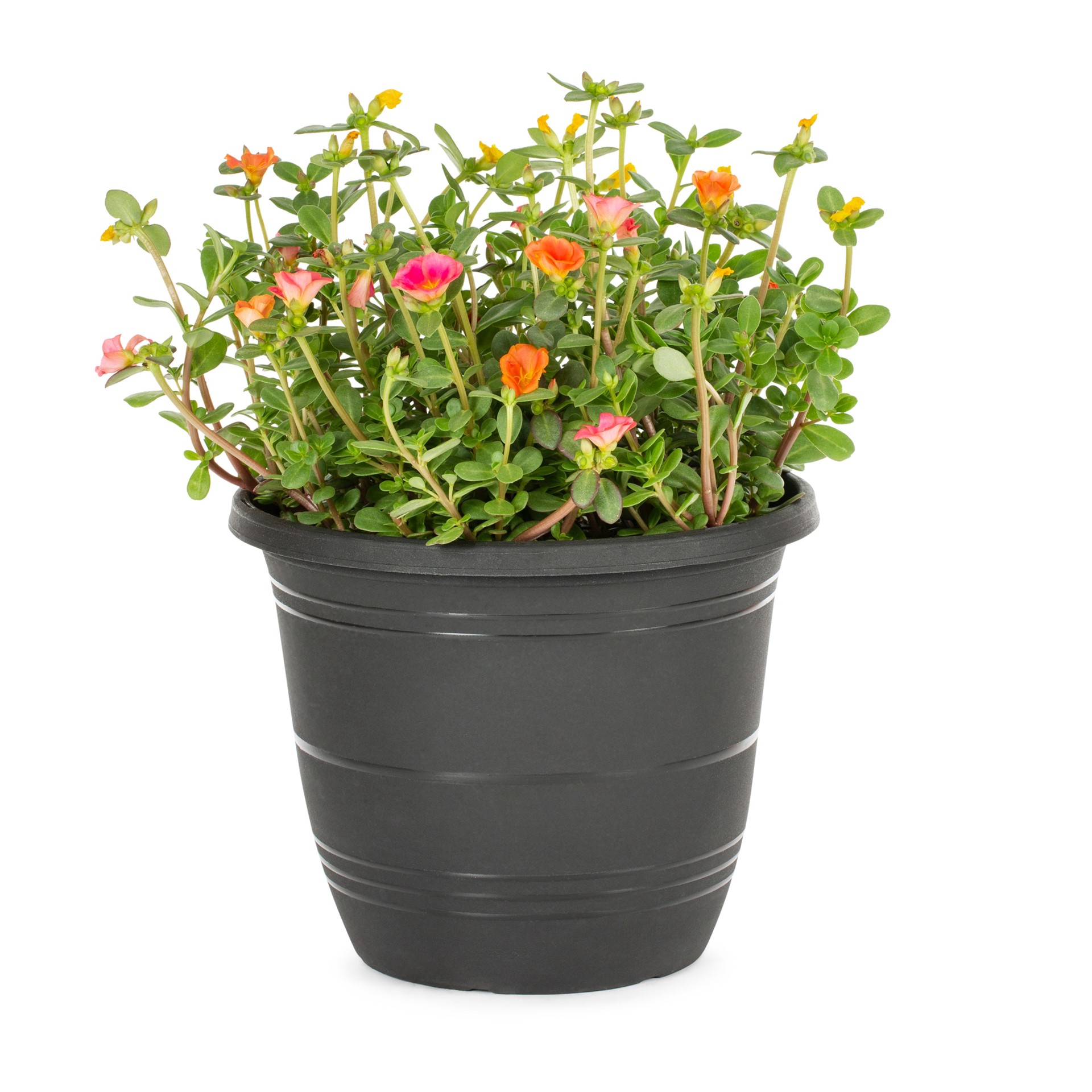 slide 3 of 4, Lowe's Multicolor Purslane in 1.75 Gallon(s) Planter 1 -Pack, 1 ct