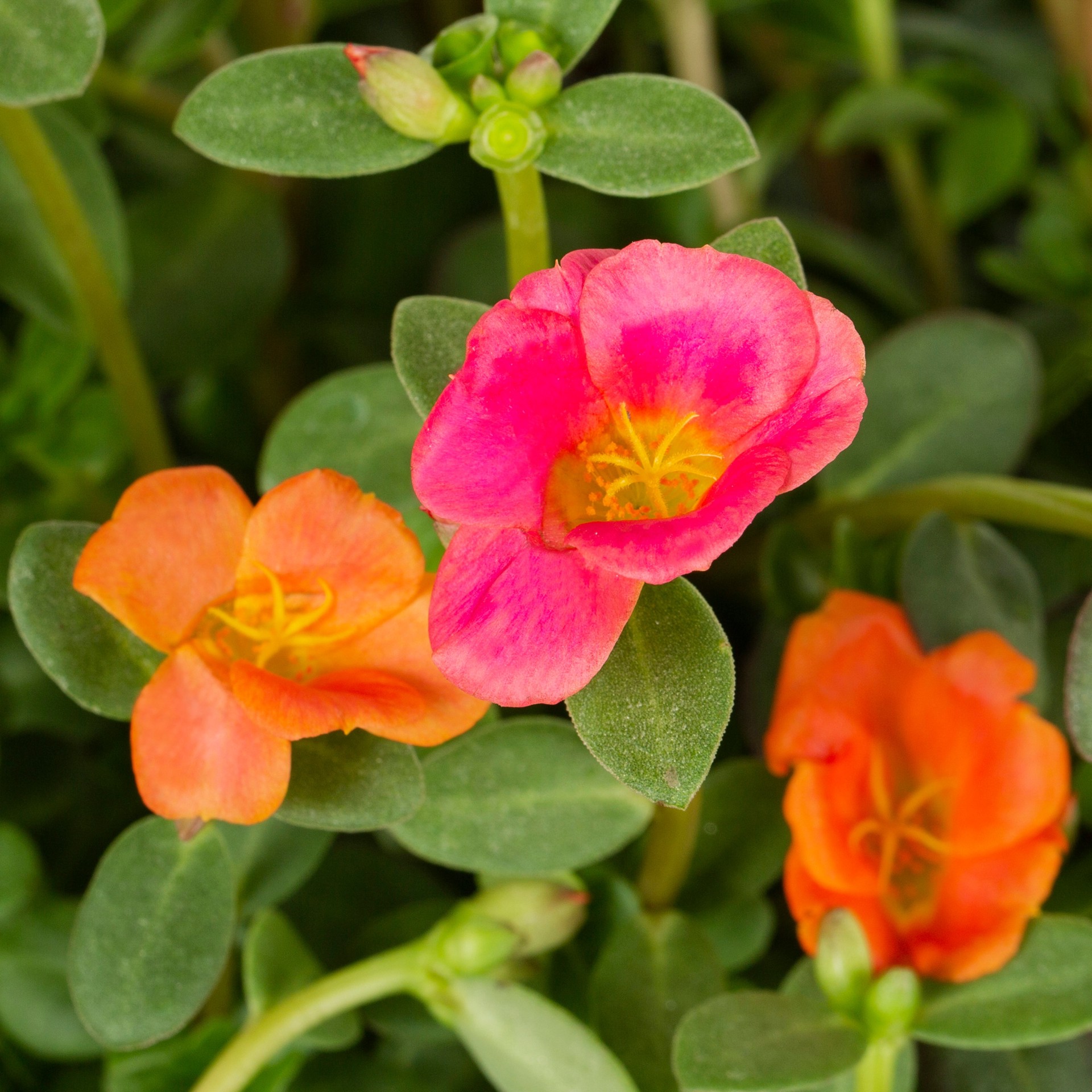 slide 4 of 4, Lowe's Multicolor Purslane in 1.75 Gallon(s) Planter 1 -Pack, 1 ct