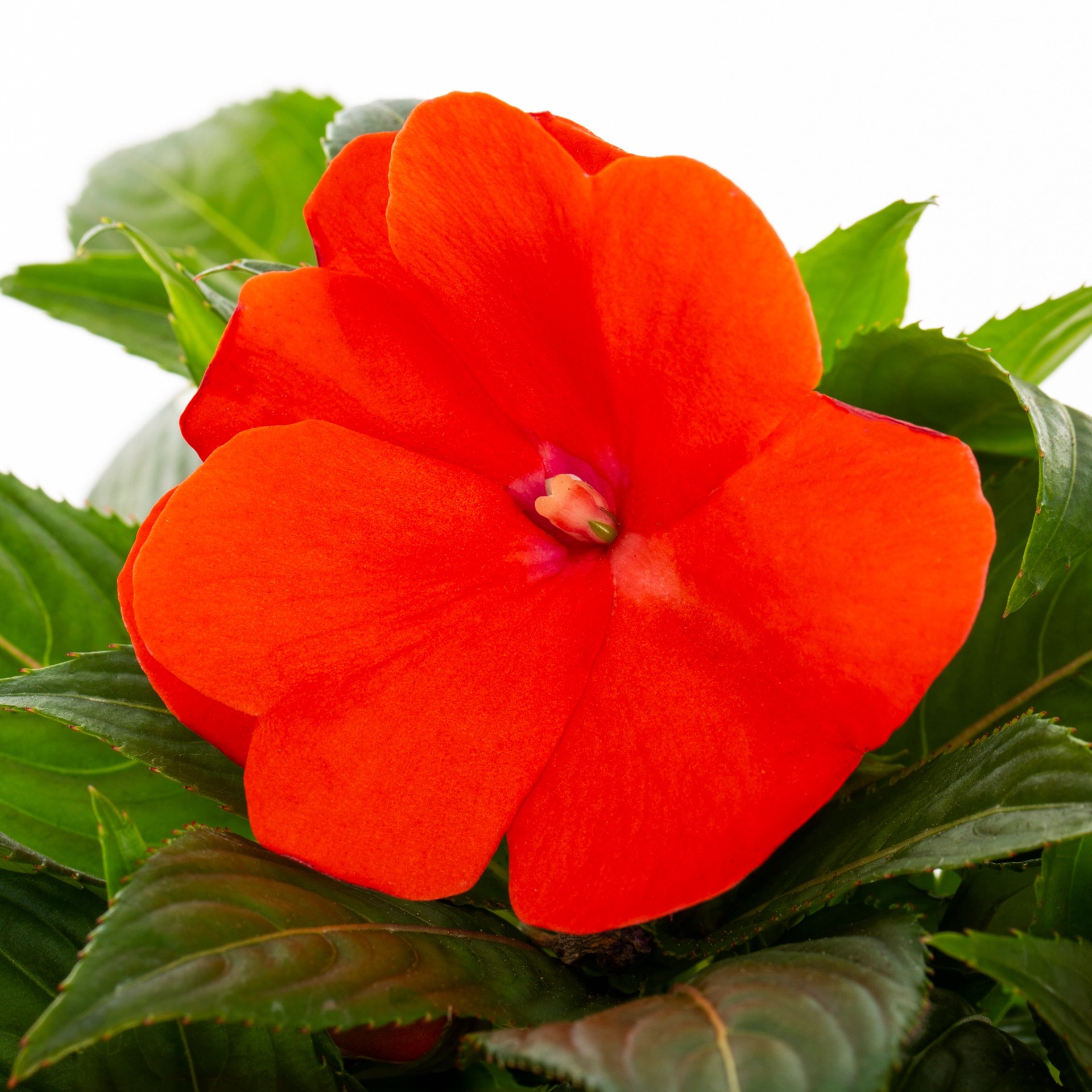 slide 2 of 6, Monrovia Multicolor New Guinea Impatiens in 1-Quart Pot, 1 ct