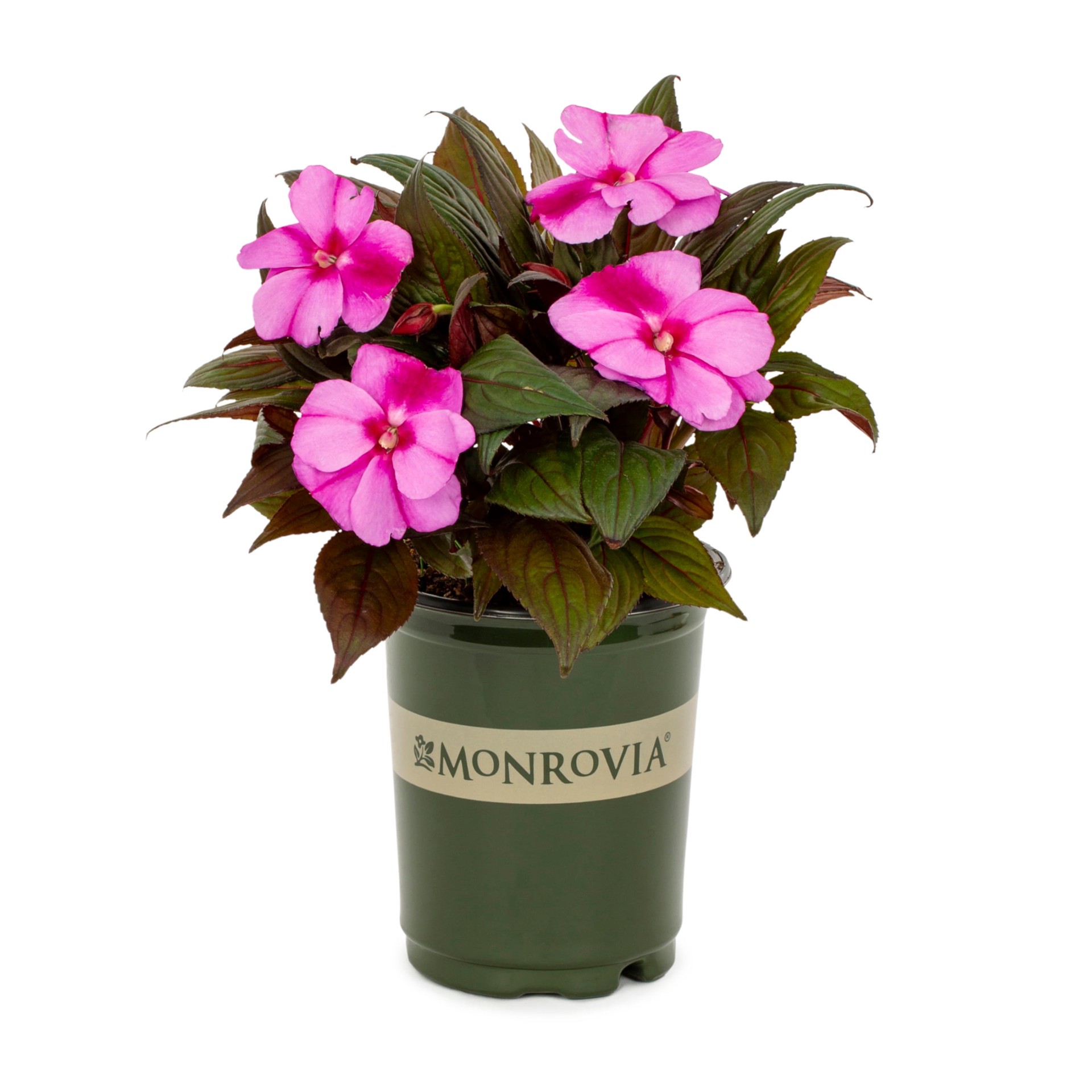 slide 3 of 6, Monrovia Multicolor New Guinea Impatiens in 1-Quart Pot, 1 ct
