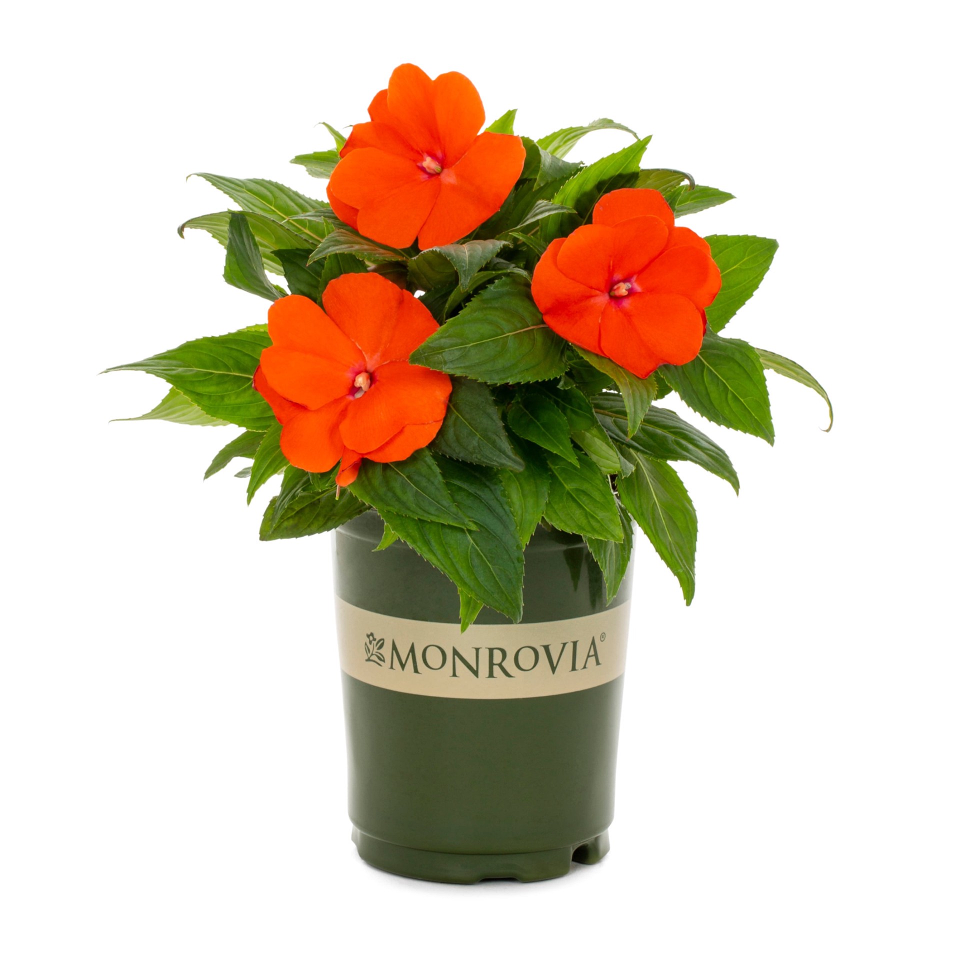 slide 1 of 6, Monrovia Multicolor New Guinea Impatiens in 1-Quart Pot, 1 ct