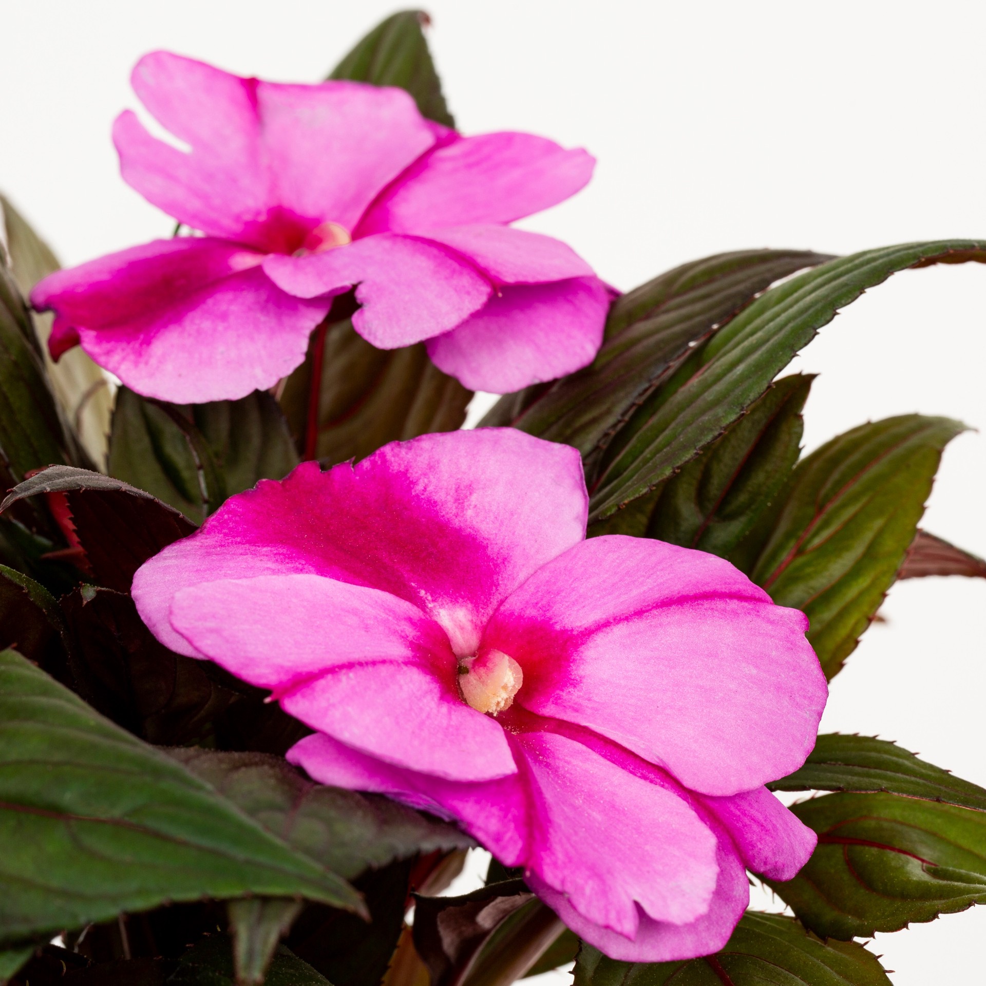 slide 4 of 6, Monrovia Multicolor New Guinea Impatiens in 1-Quart Pot, 1 ct