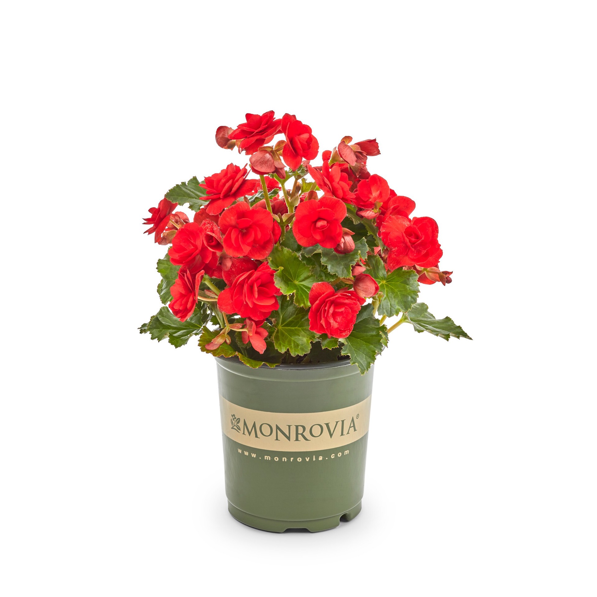slide 2 of 5, Monrovia Multicolor Begonia in 2.5-Quart Pot, 1 ct