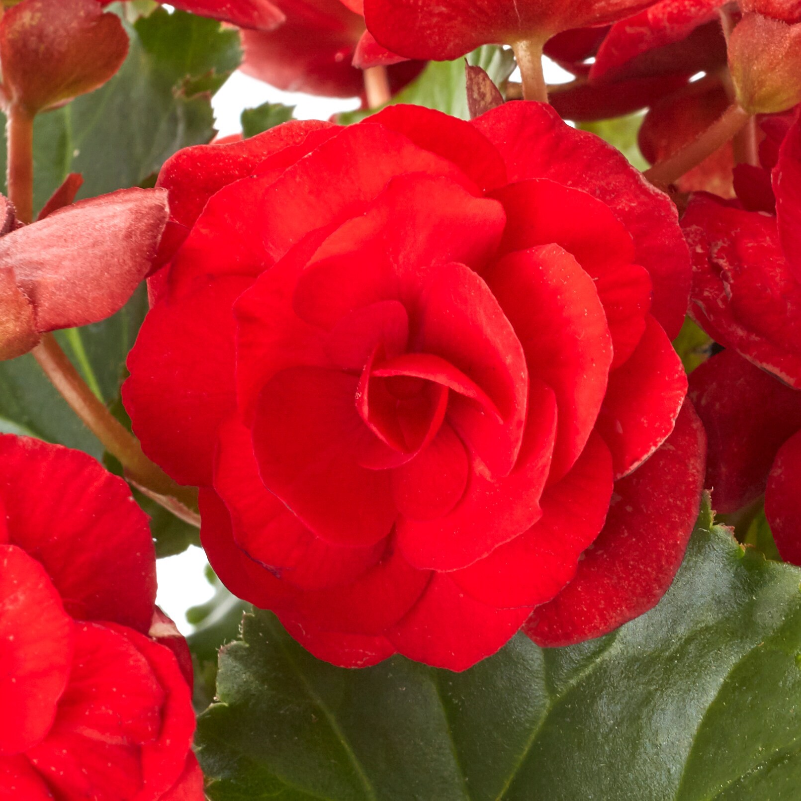 slide 3 of 5, Monrovia Multicolor Begonia in 2.5-Quart Pot, 1 ct