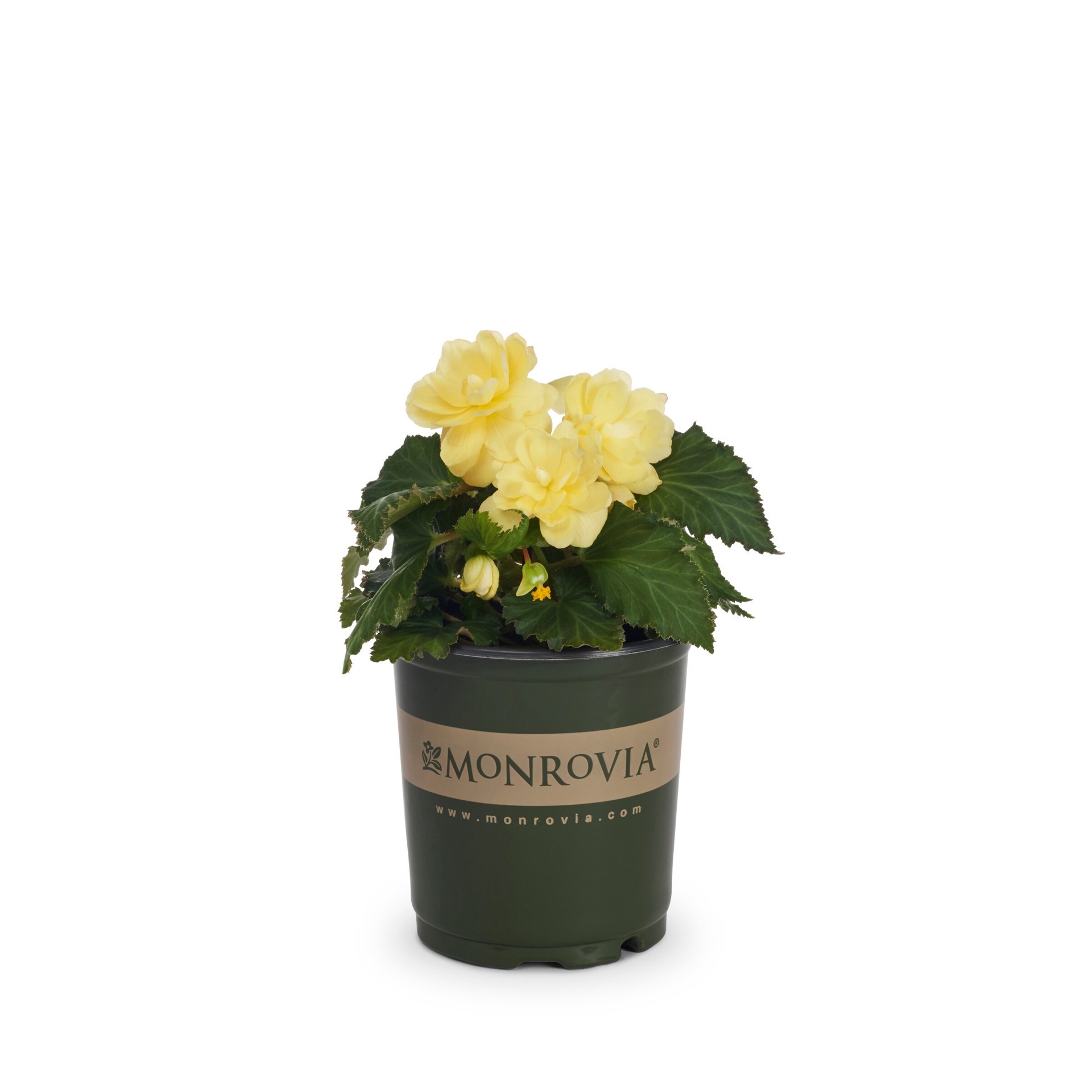 slide 4 of 5, Monrovia Multicolor Begonia in 2.5-Quart Pot, 1 ct