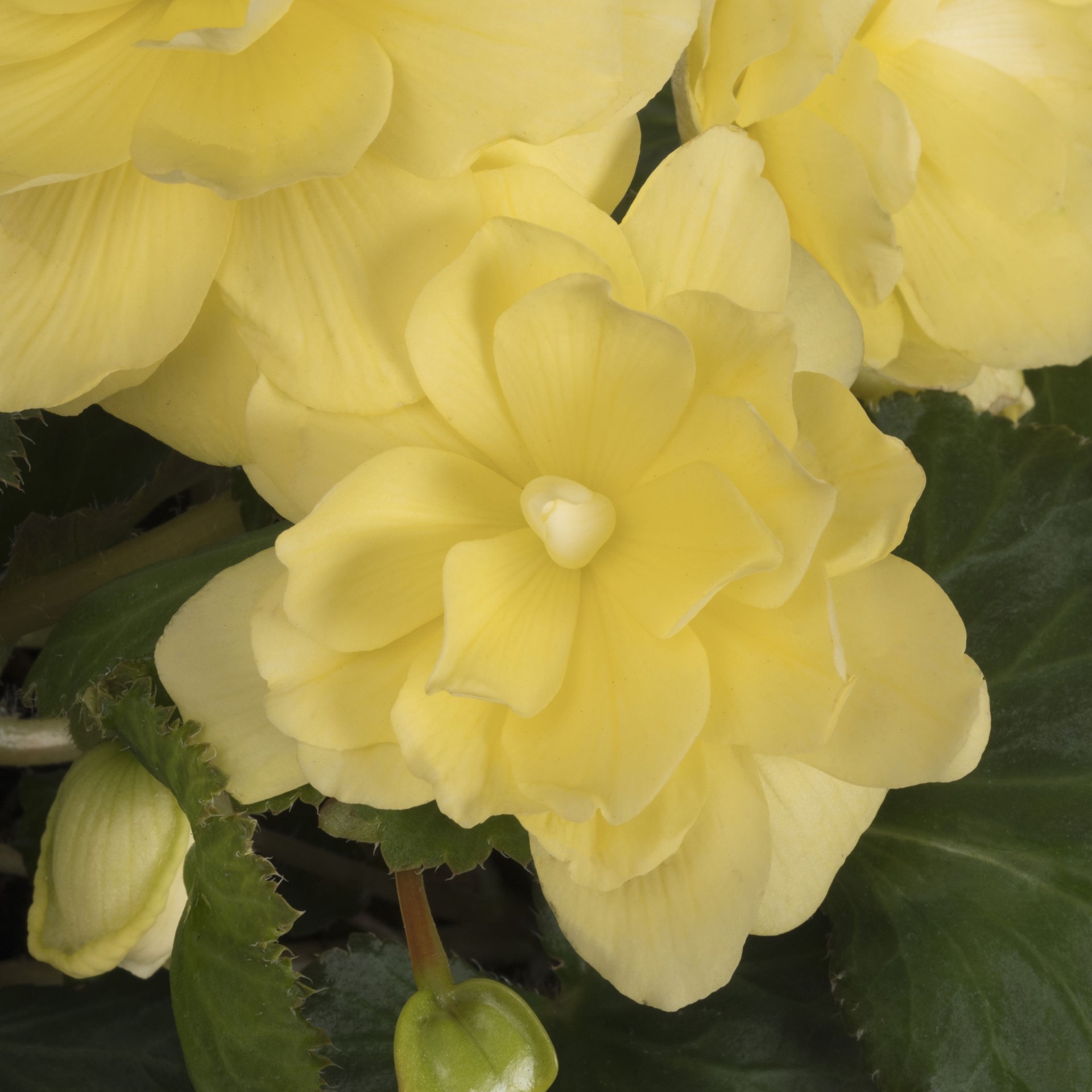 slide 5 of 5, Monrovia Multicolor Begonia in 2.5-Quart Pot, 1 ct