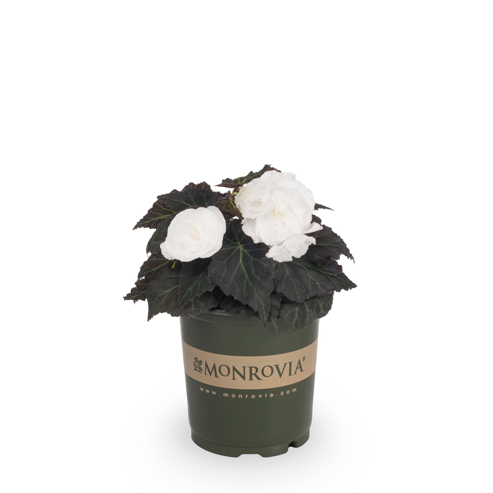 slide 1 of 5, Monrovia Multicolor Begonia in 2.5-Quart Pot, 1 ct