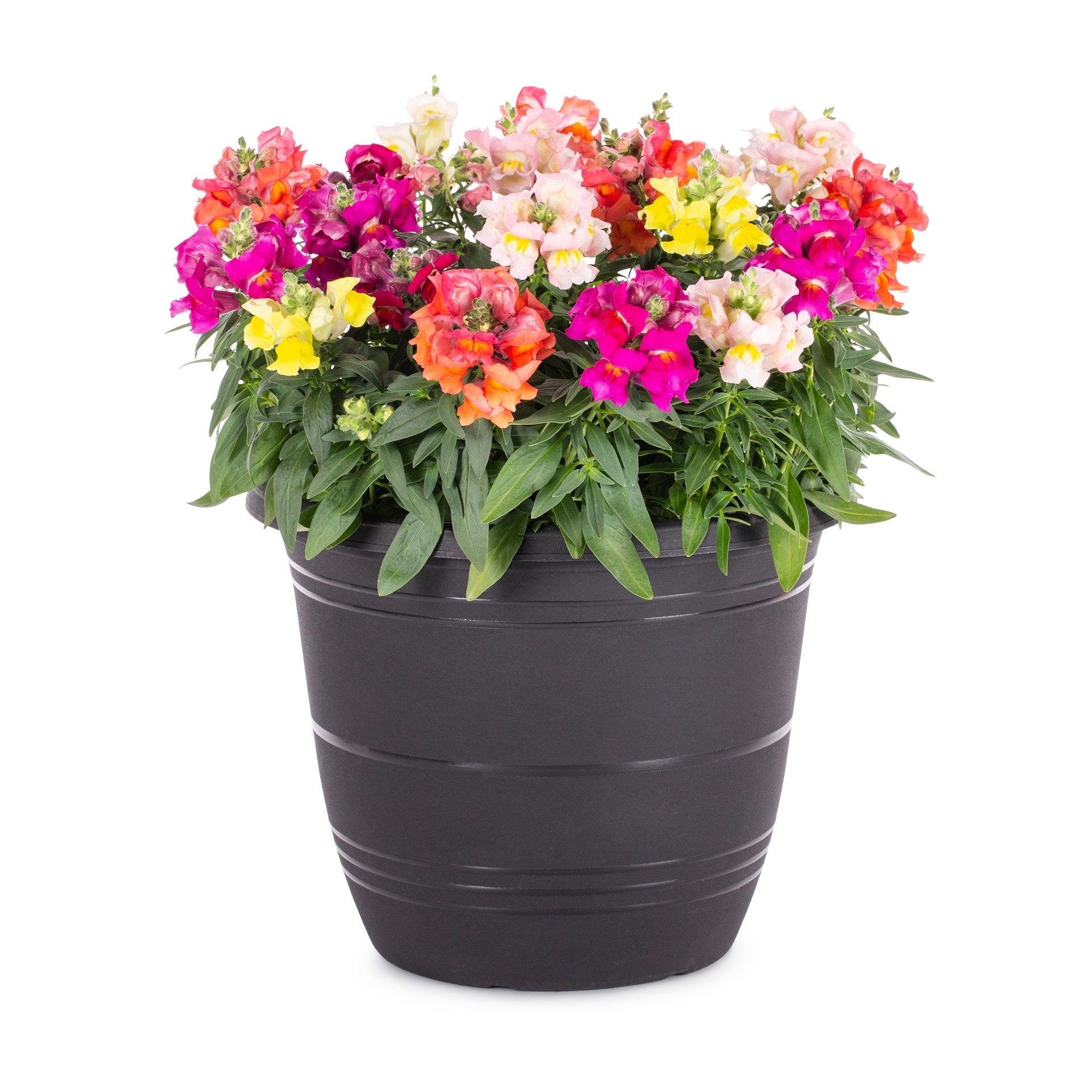 slide 2 of 5, Lowe's Multicolor Snapdragon in 1.75 Gallon(s) Planter 1 -Pack, 1 ct