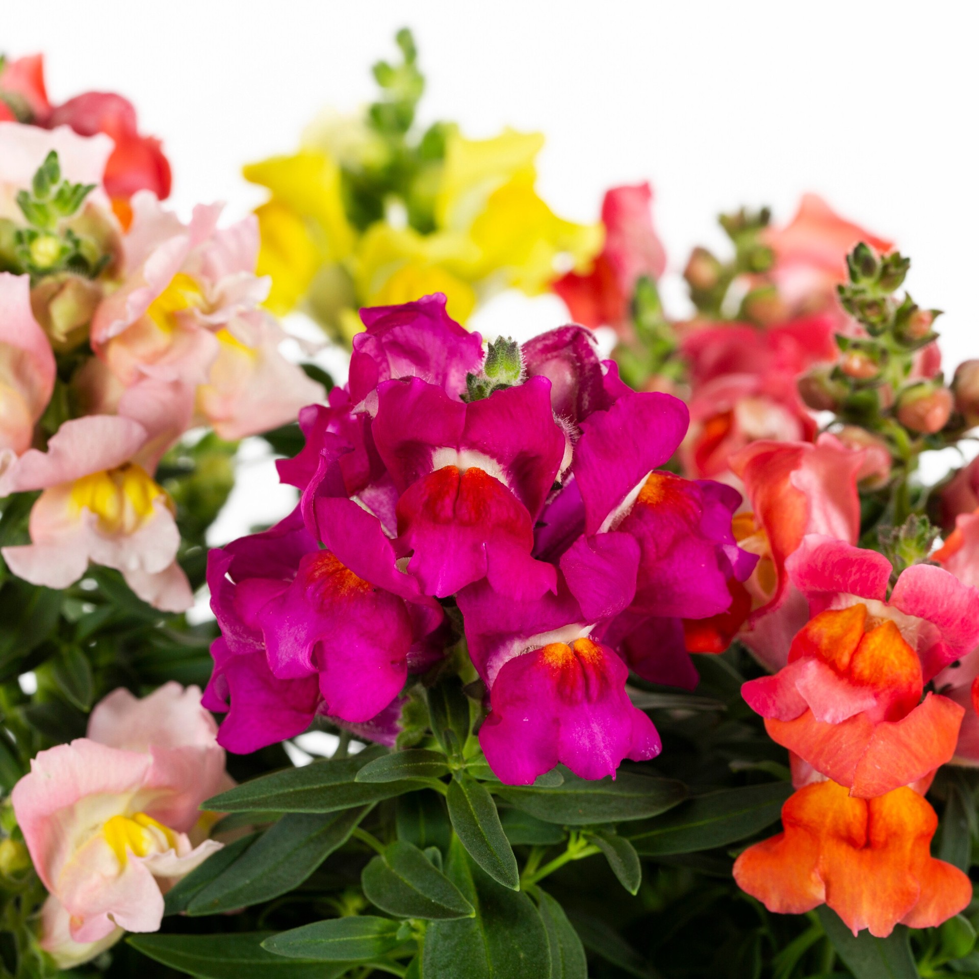 slide 3 of 5, Lowe's Multicolor Snapdragon in 1.75 Gallon(s) Planter 1 -Pack, 1 ct