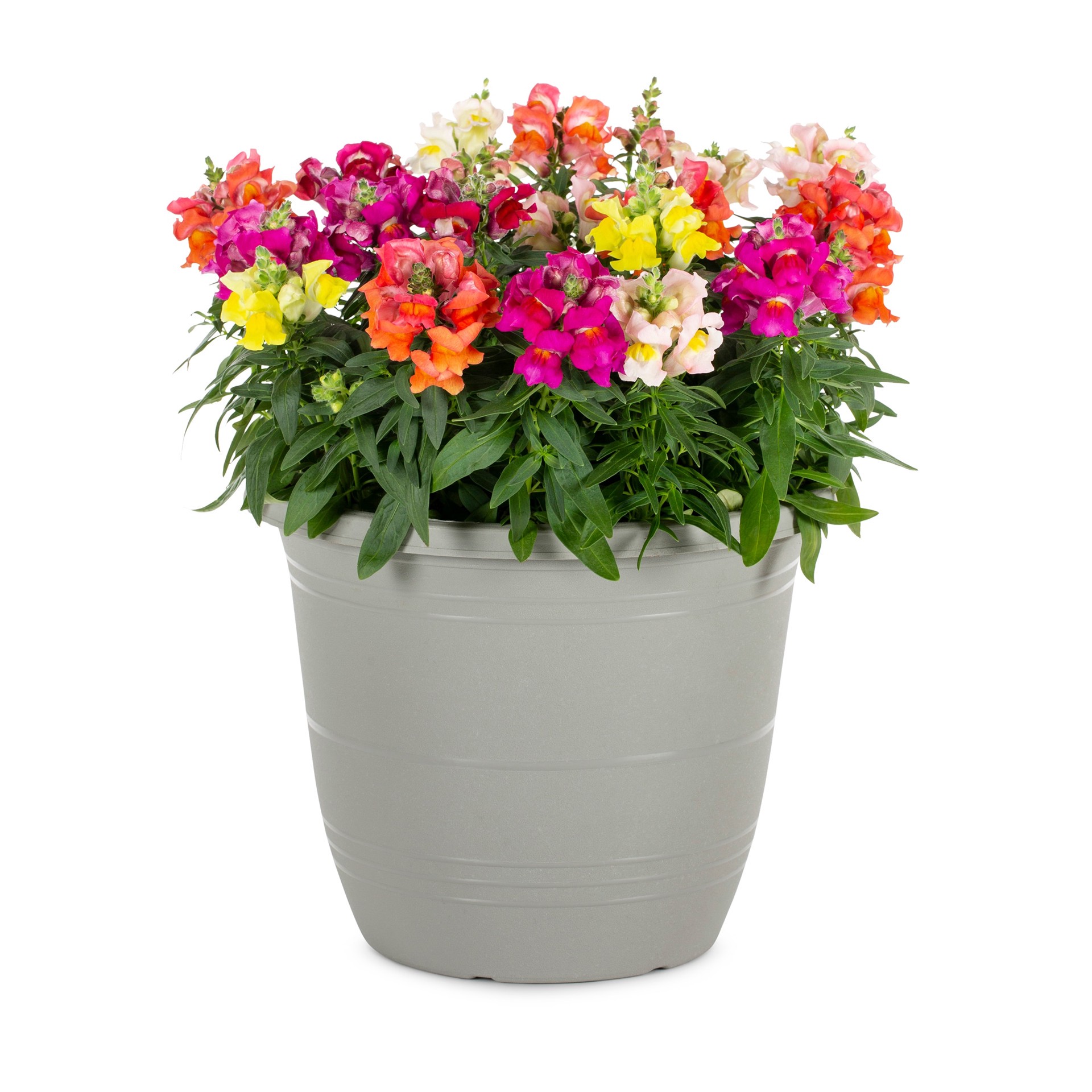slide 1 of 5, Lowe's Multicolor Snapdragon in 1.75 Gallon(s) Planter 1 -Pack, 1 ct