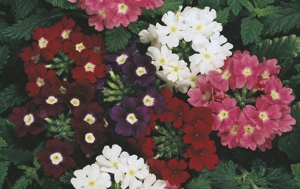 slide 1 of 2, Monrovia Multicolor Verbena in 2.5-Quart Pot, 1 ct