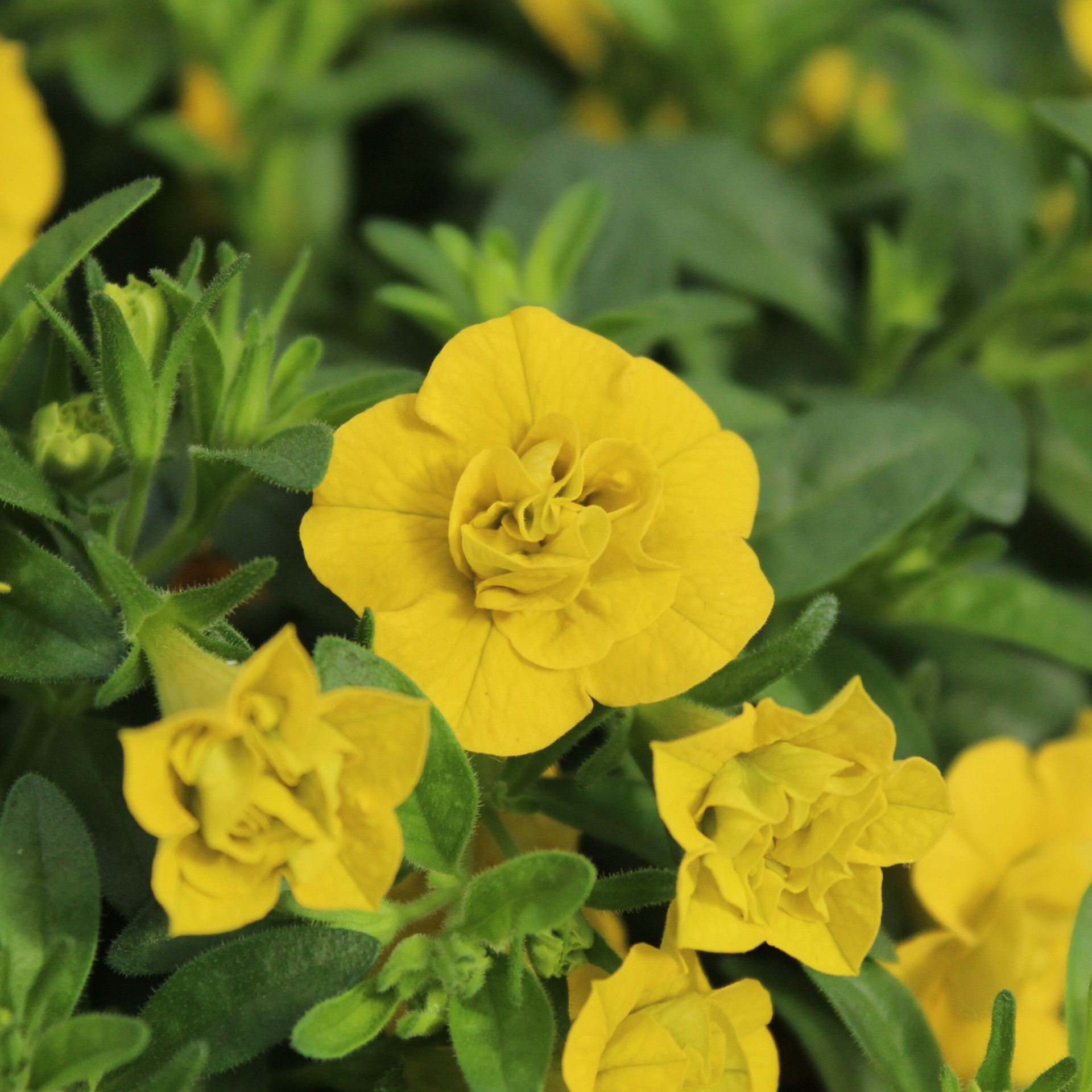 slide 2 of 6, Monrovia Multicolor Calibrachoa in 2.5-Quart Pot, 1 ct