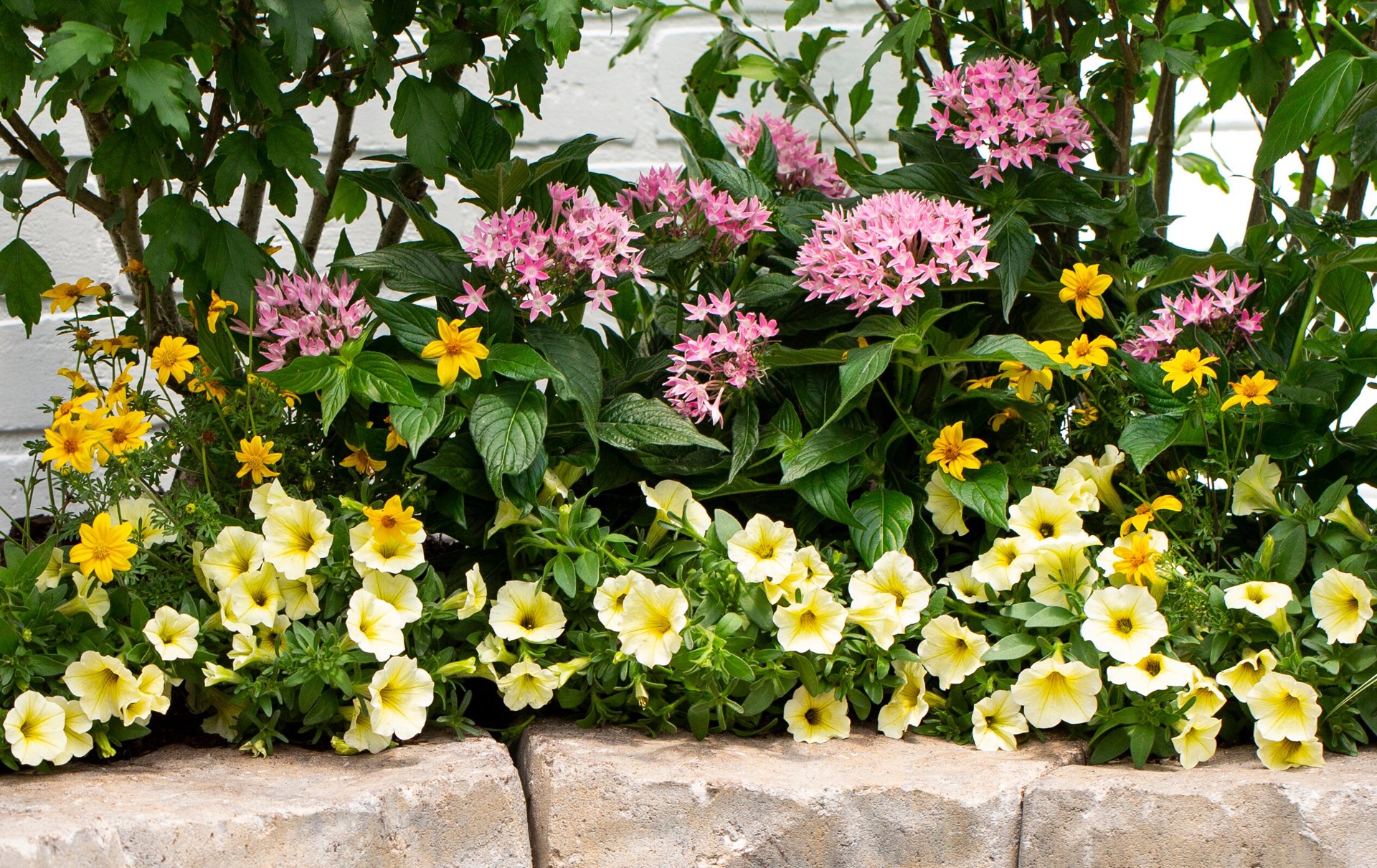 slide 4 of 6, Monrovia Multicolor Calibrachoa in 2.5-Quart Pot, 1 ct