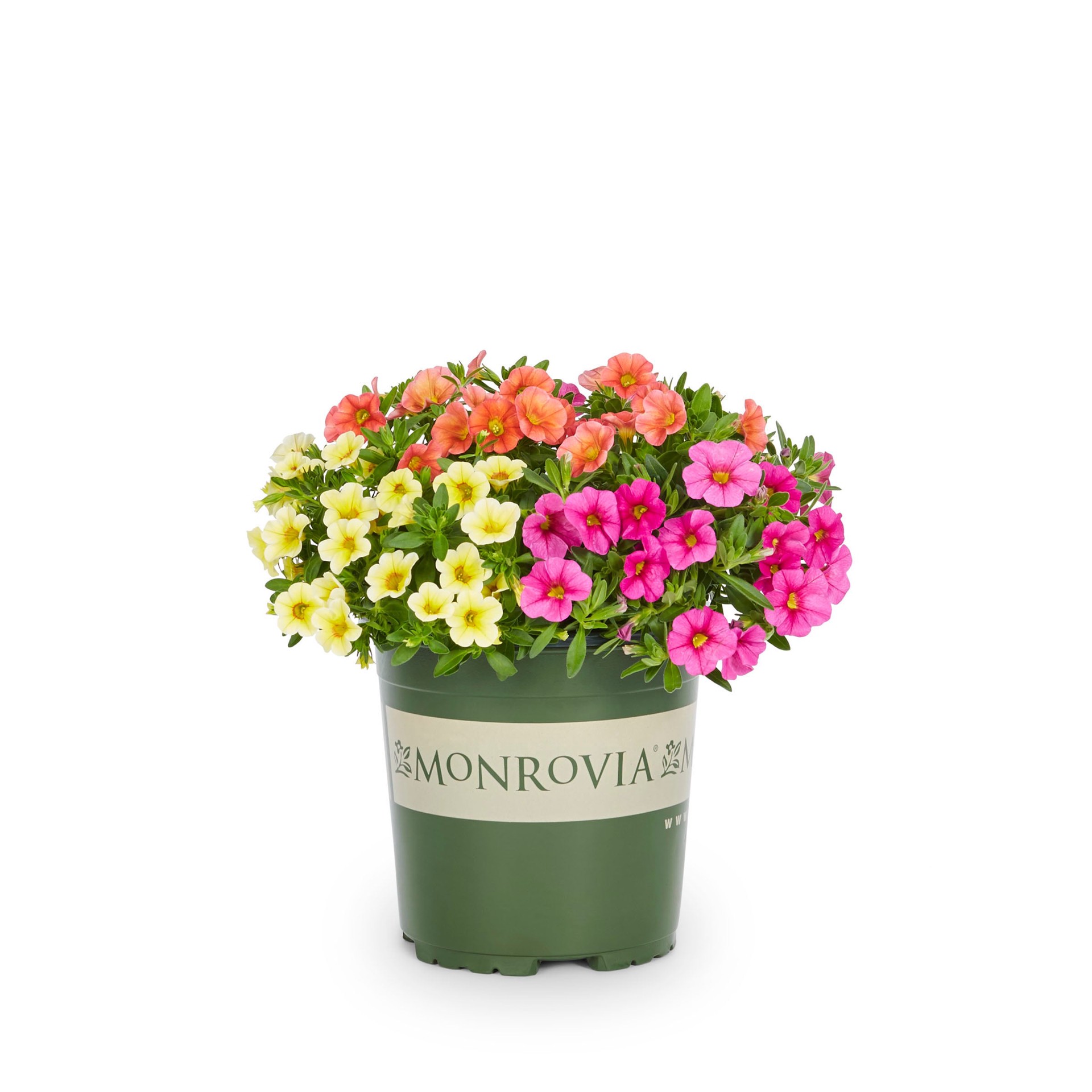 slide 5 of 6, Monrovia Multicolor Calibrachoa in 2.5-Quart Pot, 1 ct