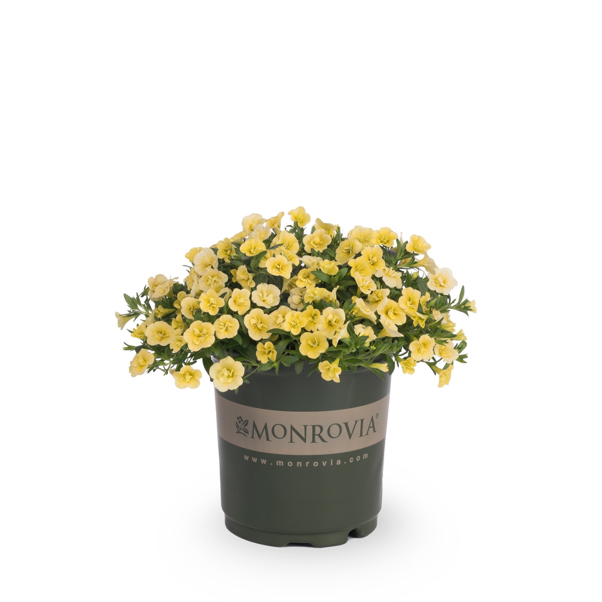slide 1 of 6, Monrovia Multicolor Calibrachoa in 2.5-Quart Pot, 1 ct