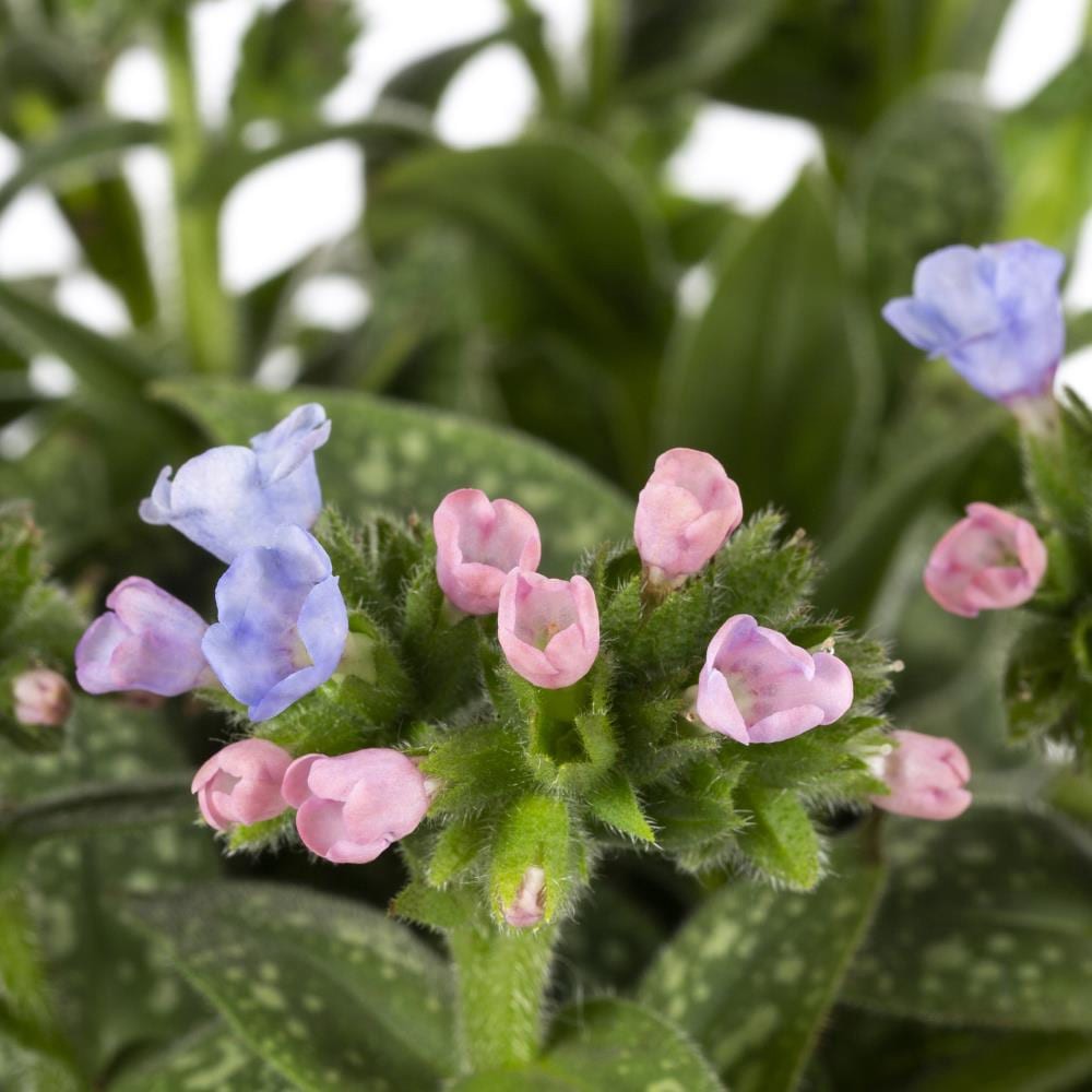 slide 2 of 2, Lowe's Purple Longleaf Lungwort Plant in 1.0 -Gallon Pot 1.0 -Pack, 1 ct