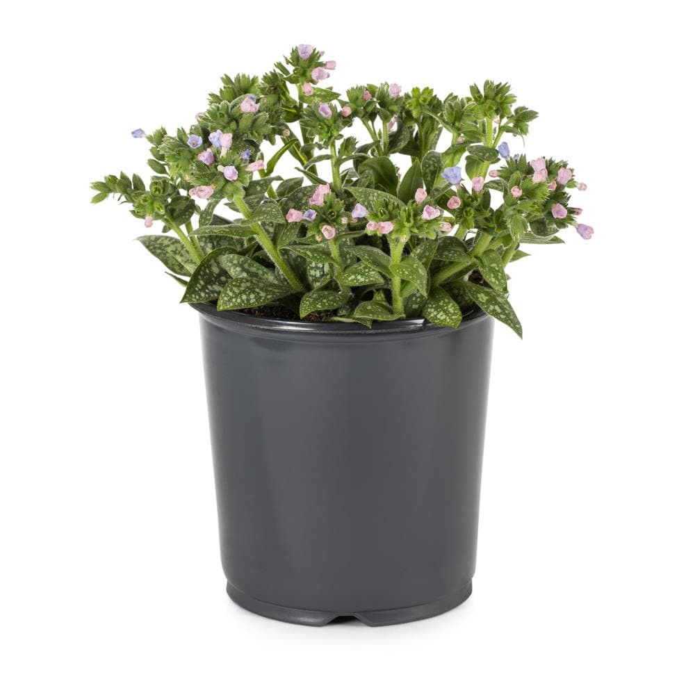 slide 1 of 2, Lowe's Purple Longleaf Lungwort Plant in 1.0 -Gallon Pot 1.0 -Pack, 1 ct