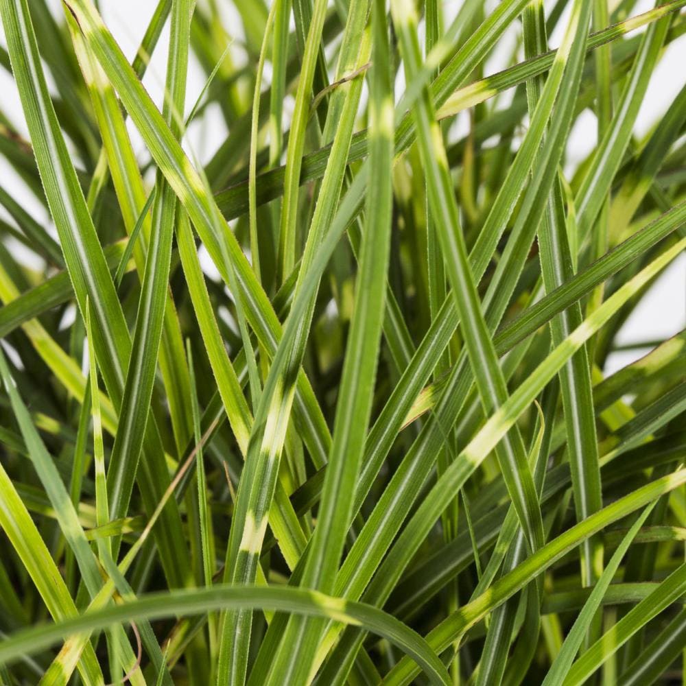 slide 2 of 2, Lowe's Eulalia Grass Plant in 2.5-Quart Pot, 1 ct