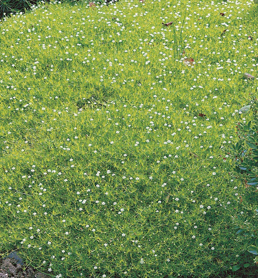 slide 2 of 2, Lowe's White Irish Moss Plant in 1 -Pint Pot, 1 ct