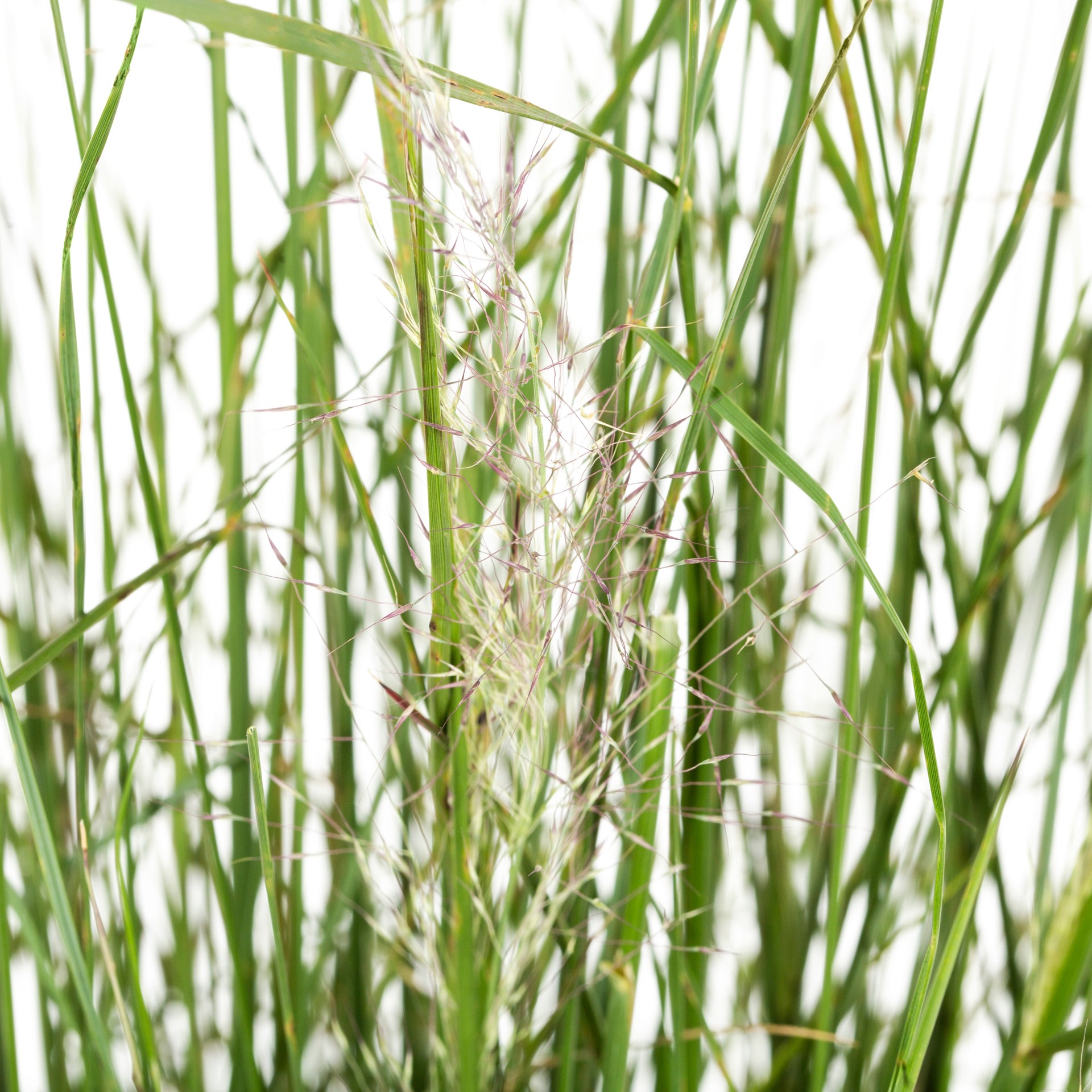 slide 2 of 2, Lowe's Pink Muhly Grass, 1 ct