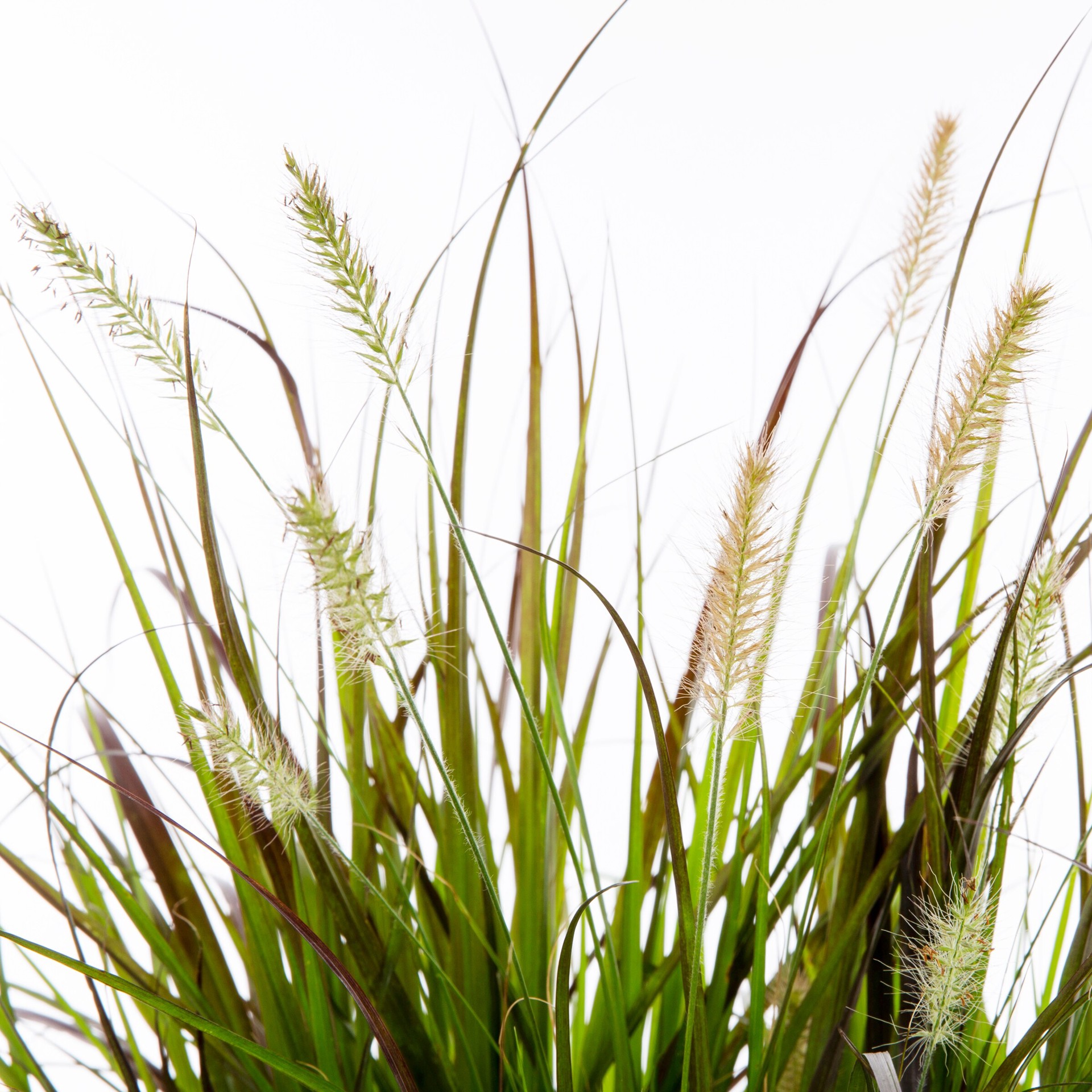 slide 2 of 4, Lowe's Fountain Grass Plant in 2.25 -Gallon Pot, 1 ct