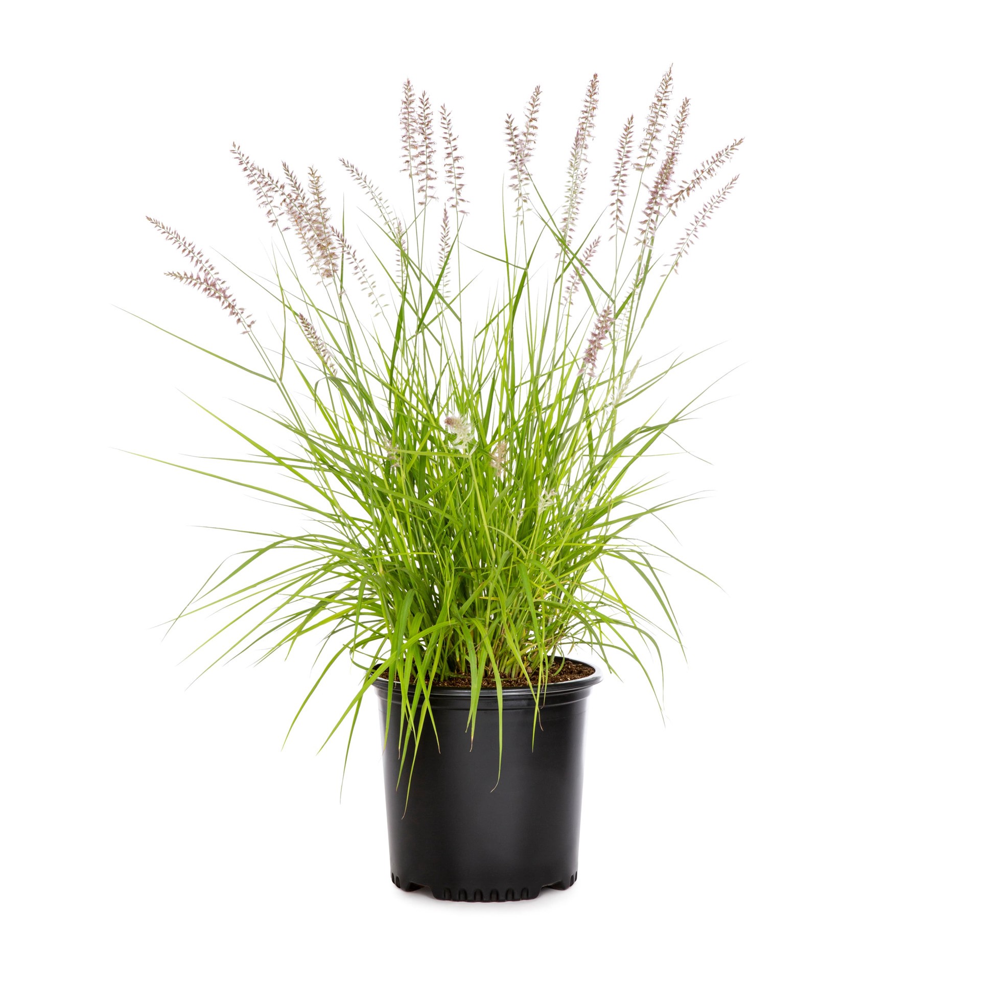 slide 3 of 4, Lowe's Fountain Grass Plant in 2.25 -Gallon Pot, 1 ct