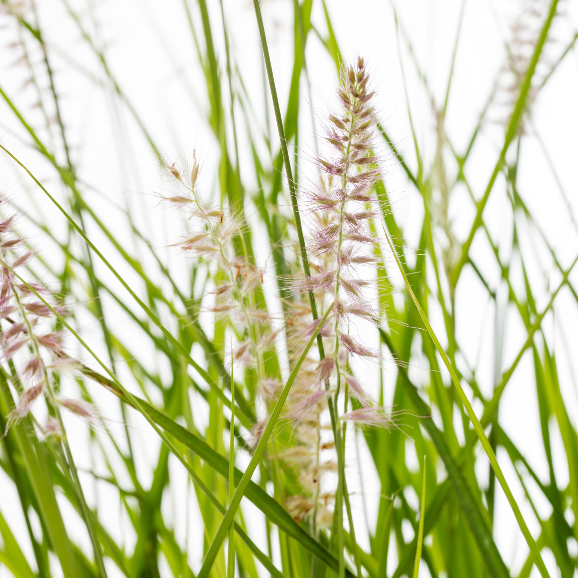 slide 4 of 4, Lowe's Fountain Grass Plant in 2.25 -Gallon Pot, 1 ct